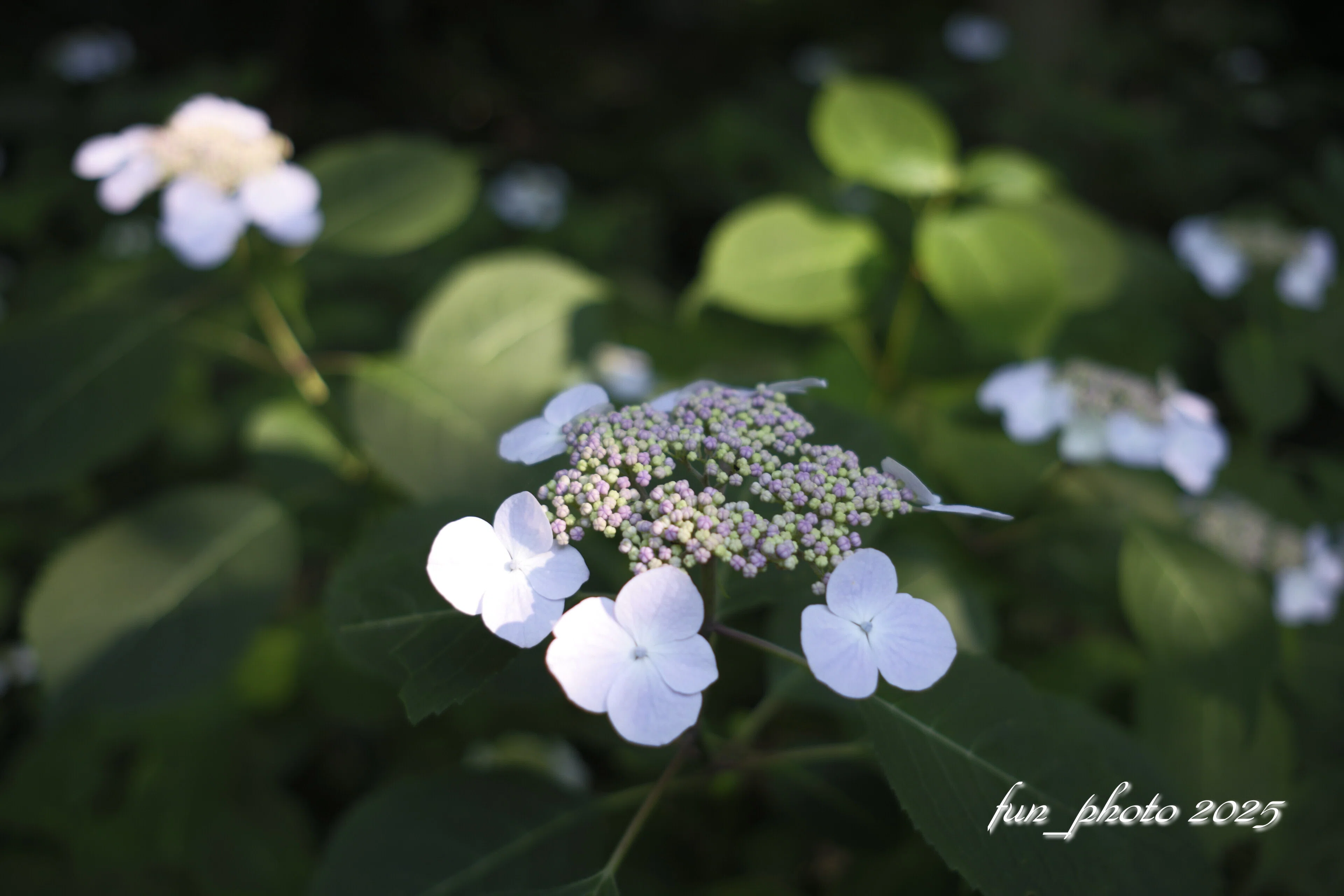 X-T5 XF23mmF2 R WR GALLERY 紫陽花｜fun_photo