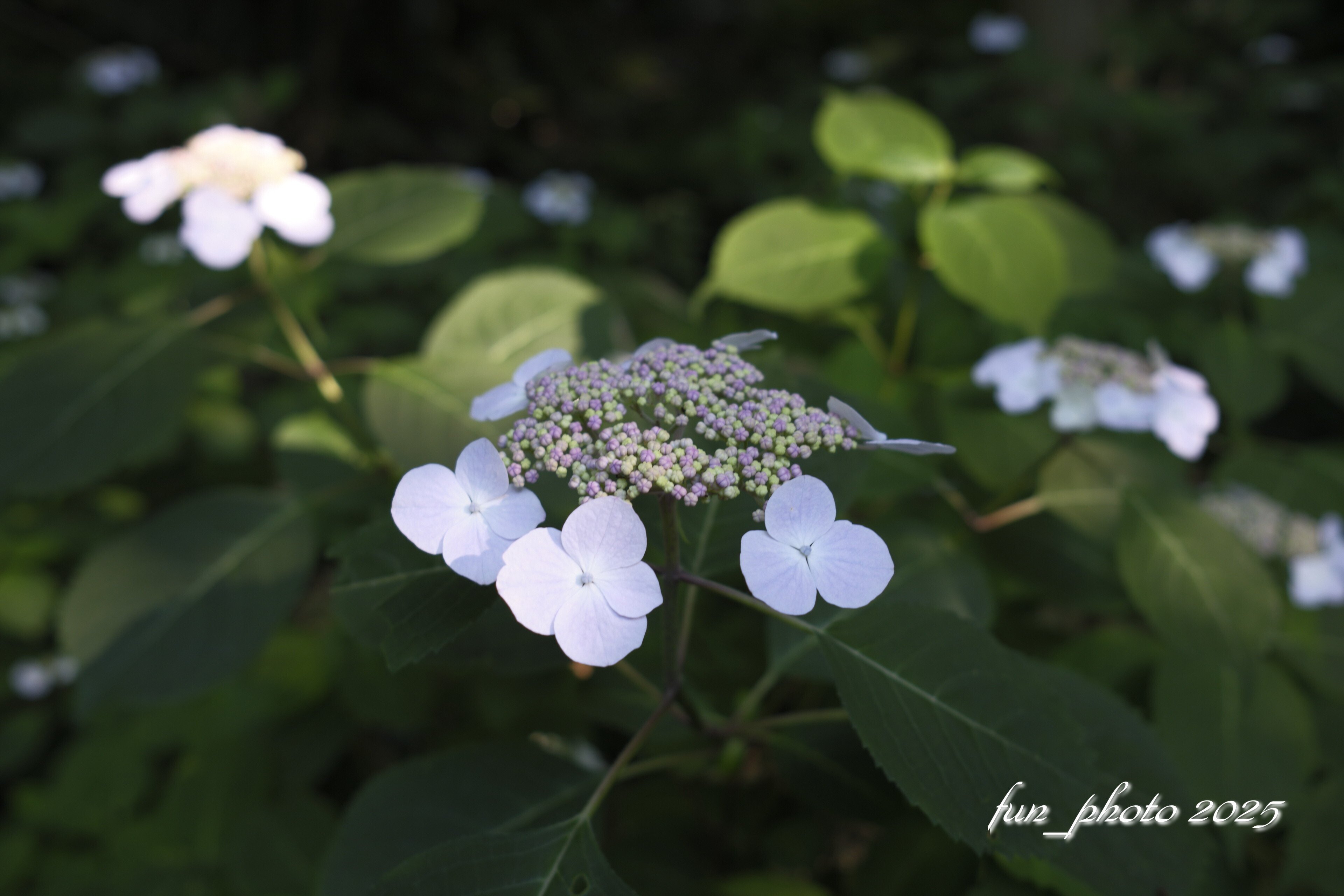 X-T5 XF23mmF2 R WR GALLERY 紫陽花｜fun_photo