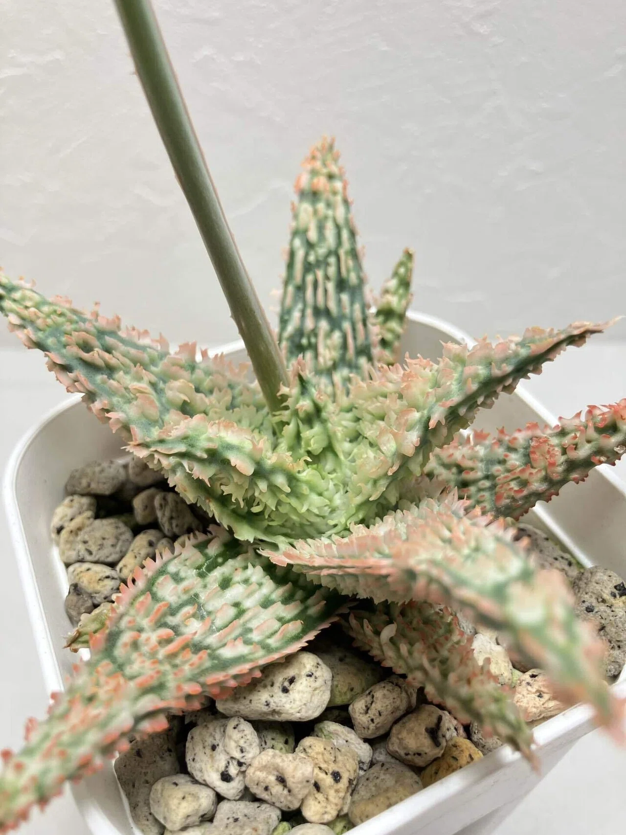 Aloe 'Tempura'｜タイ発の美麗アロエ交配種 その魅力と育て方ガイド