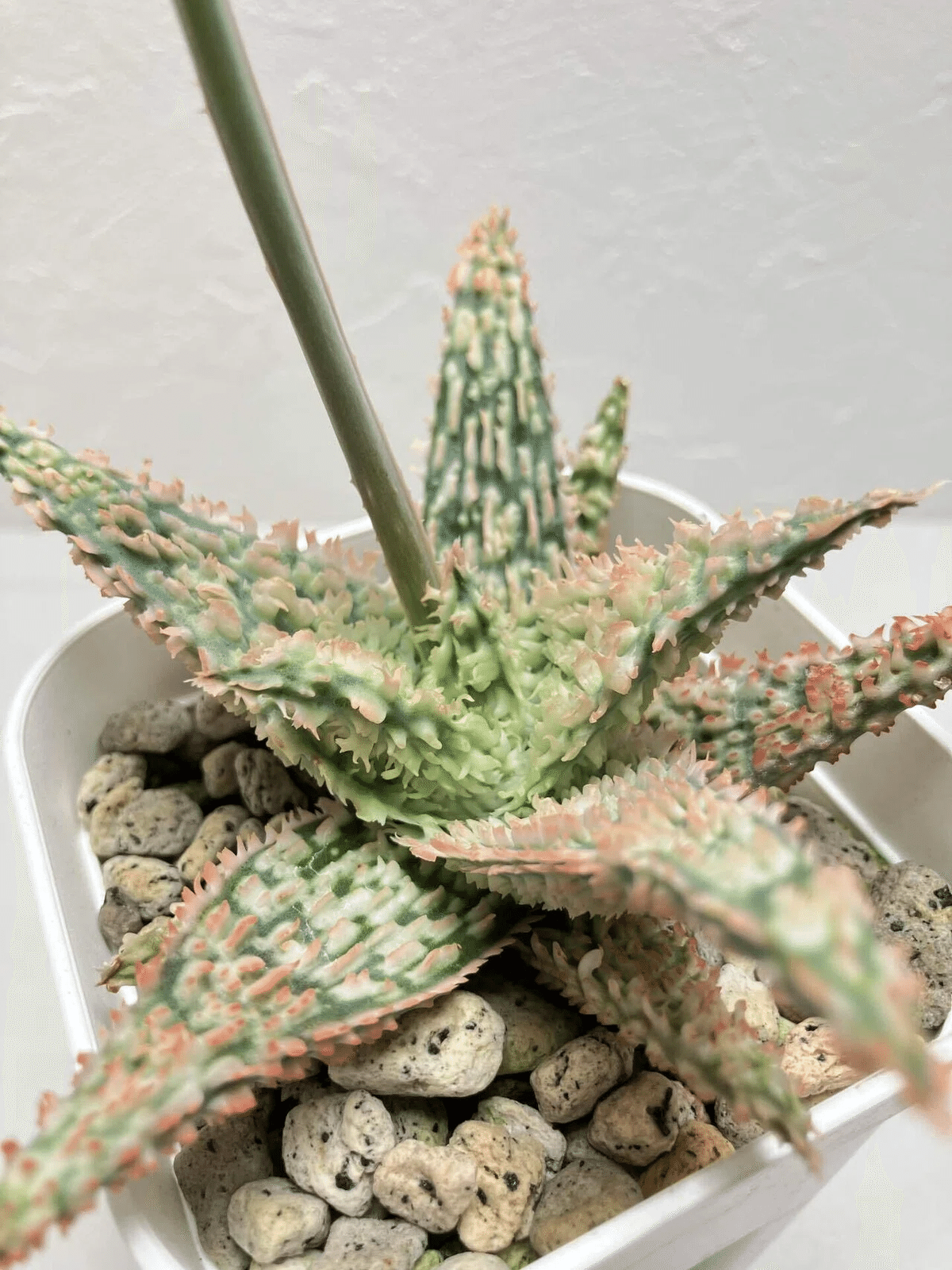 Aloe 'Tempura'｜タイ発の美麗アロエ交配種 その魅力と育て方