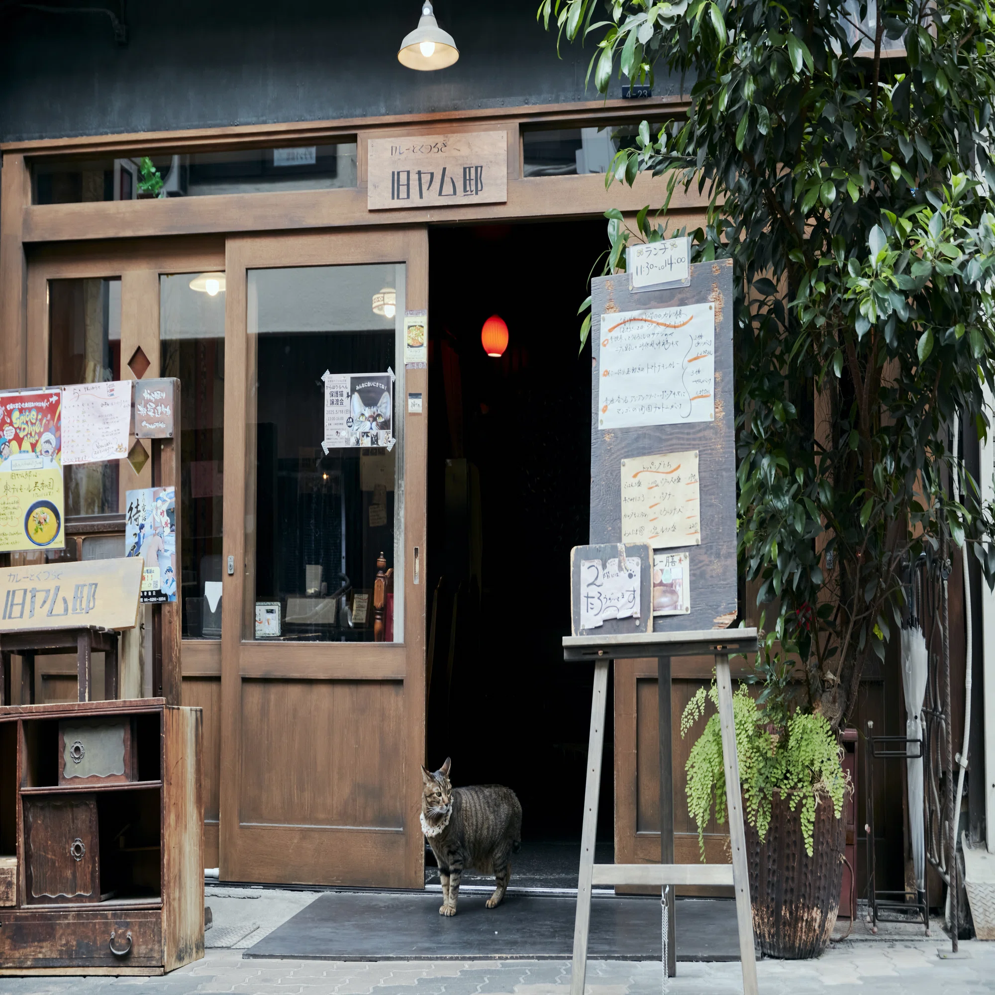 看板猫のいるお店【サービスよし、雰囲気よし、猫よし！】な大阪の名店 
