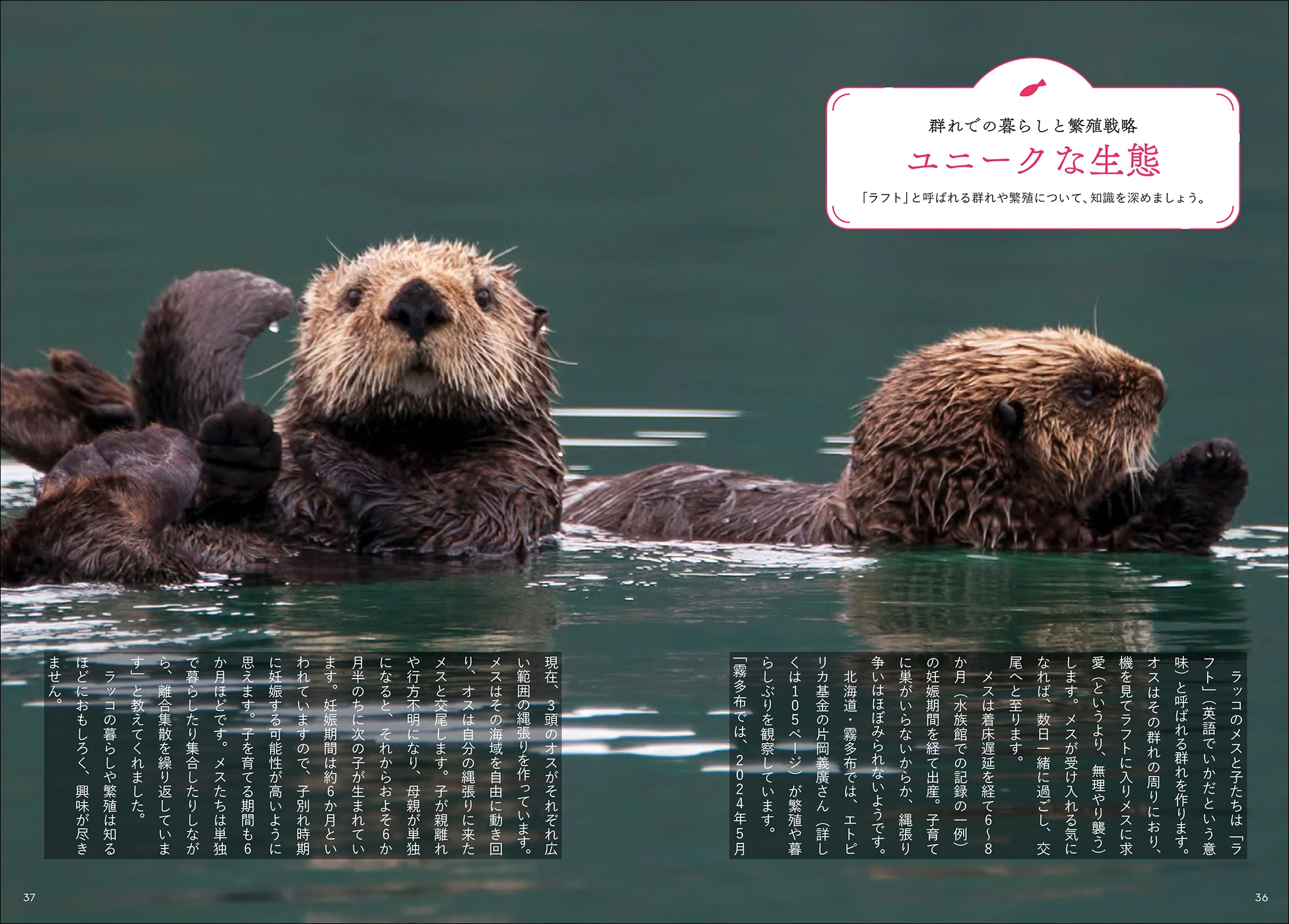きょうの一冊】かわいらしい姿から野生の生態まで今のラッコのすべてが