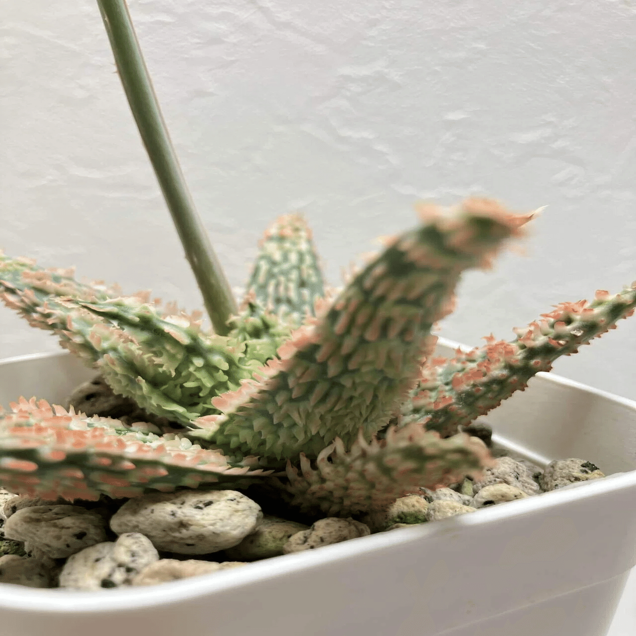 Aloe 'Tempura'｜タイ発の美麗アロエ交配種 その魅力と育て方ガイド