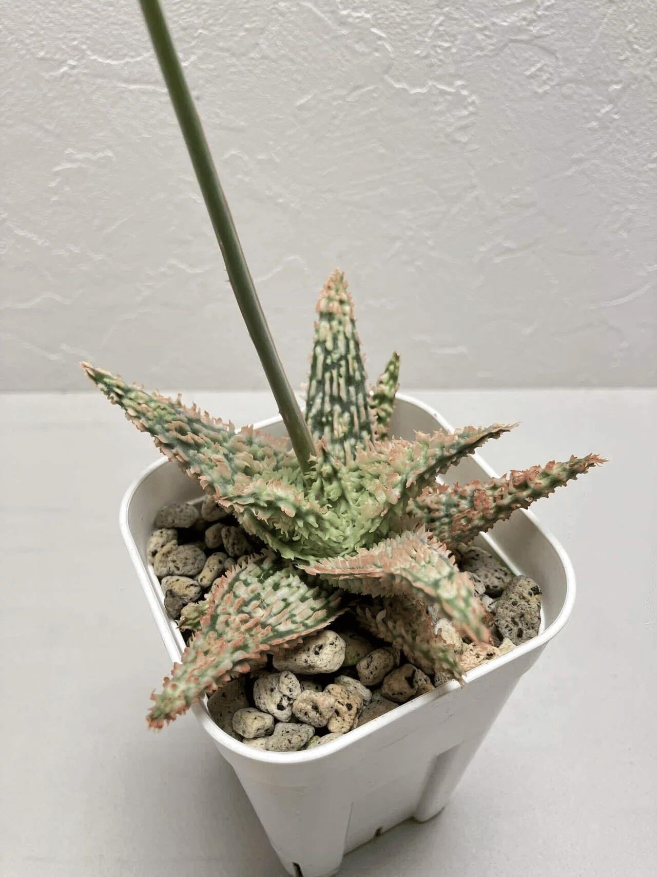Aloe 'Tempura'｜タイ発の美麗アロエ交配種 その魅力と育て方ガイド