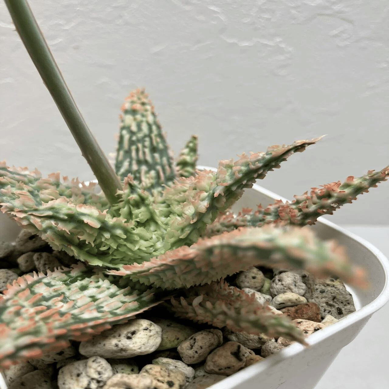 Aloe 'Tempura'｜タイ発の美麗アロエ交配種 その魅力と育て方ガイド