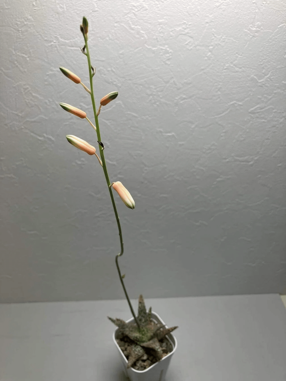 Aloe 'Tempura'｜タイ発の美麗アロエ交配種 その魅力と育て方