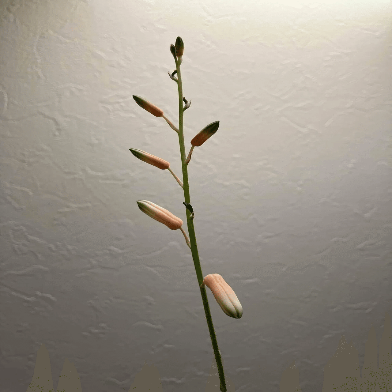 Aloe 'Tempura'｜タイ発の美麗アロエ交配種 その魅力と育て方ガイド