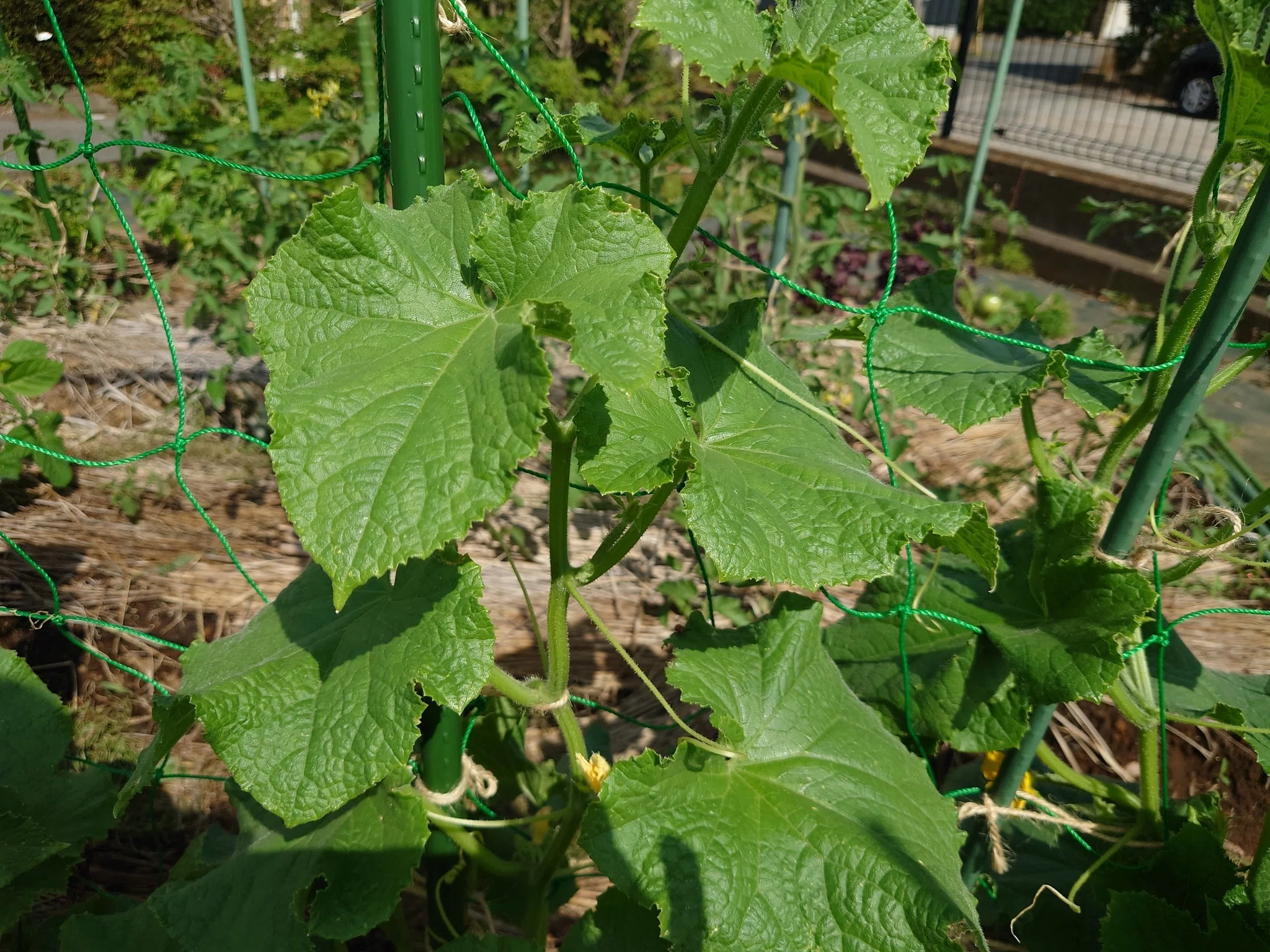 花と葉っぱが教えてくれる、夏野菜のごきげんチェック術｜hontabe