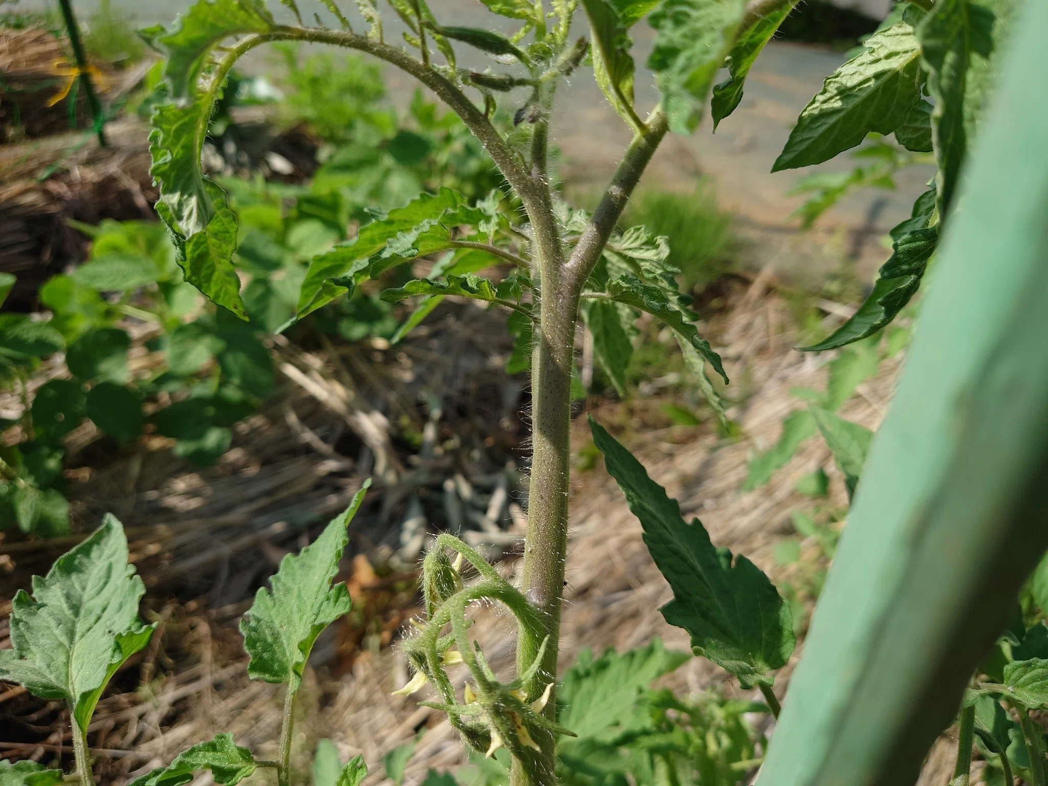 花と葉っぱが教えてくれる、夏野菜のごきげんチェック術｜hontabe