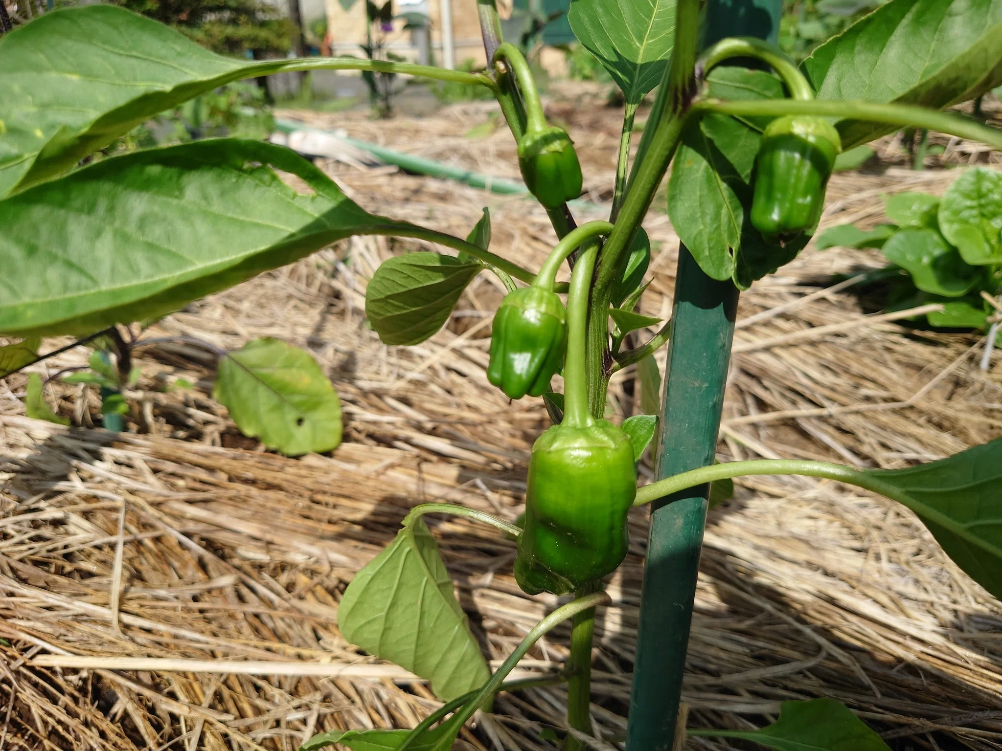 花と葉っぱが教えてくれる、夏野菜のごきげんチェック術｜hontabe