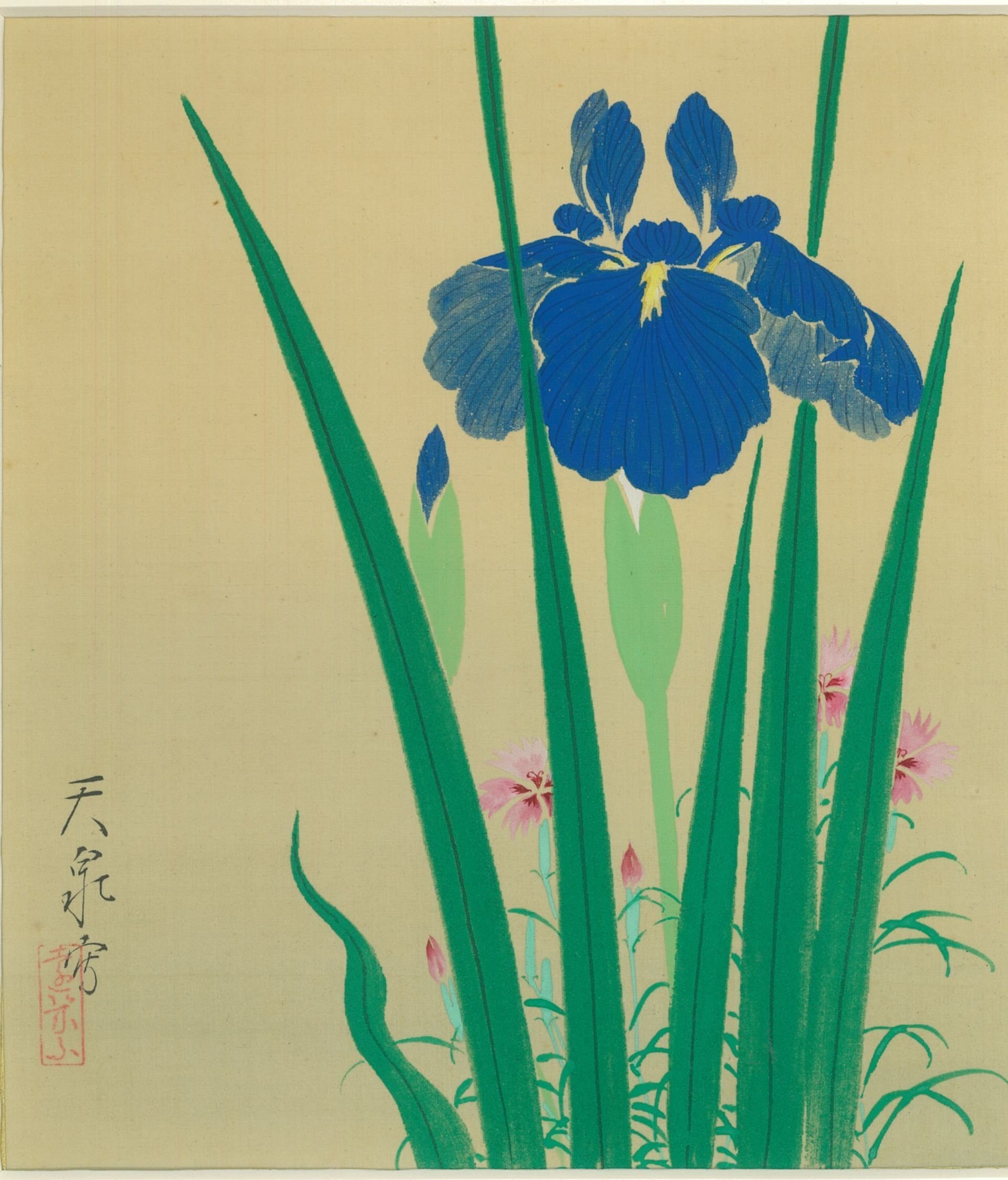 学芸員コラム】いずれあやめかかきつばた｜講談社野間記念館