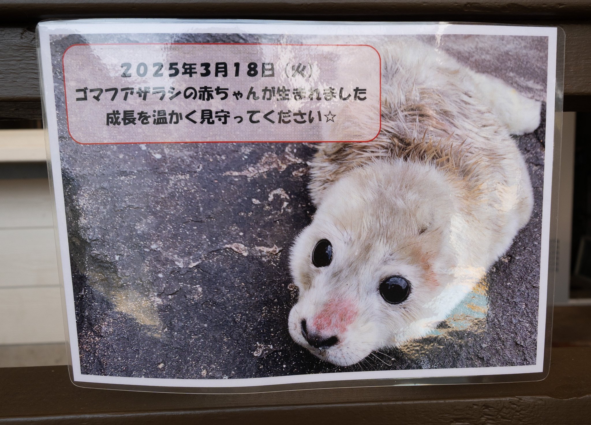 日本のアザラシ探訪記⑫伊豆・三津シーパラダイス（静岡）｜ヒロサキ