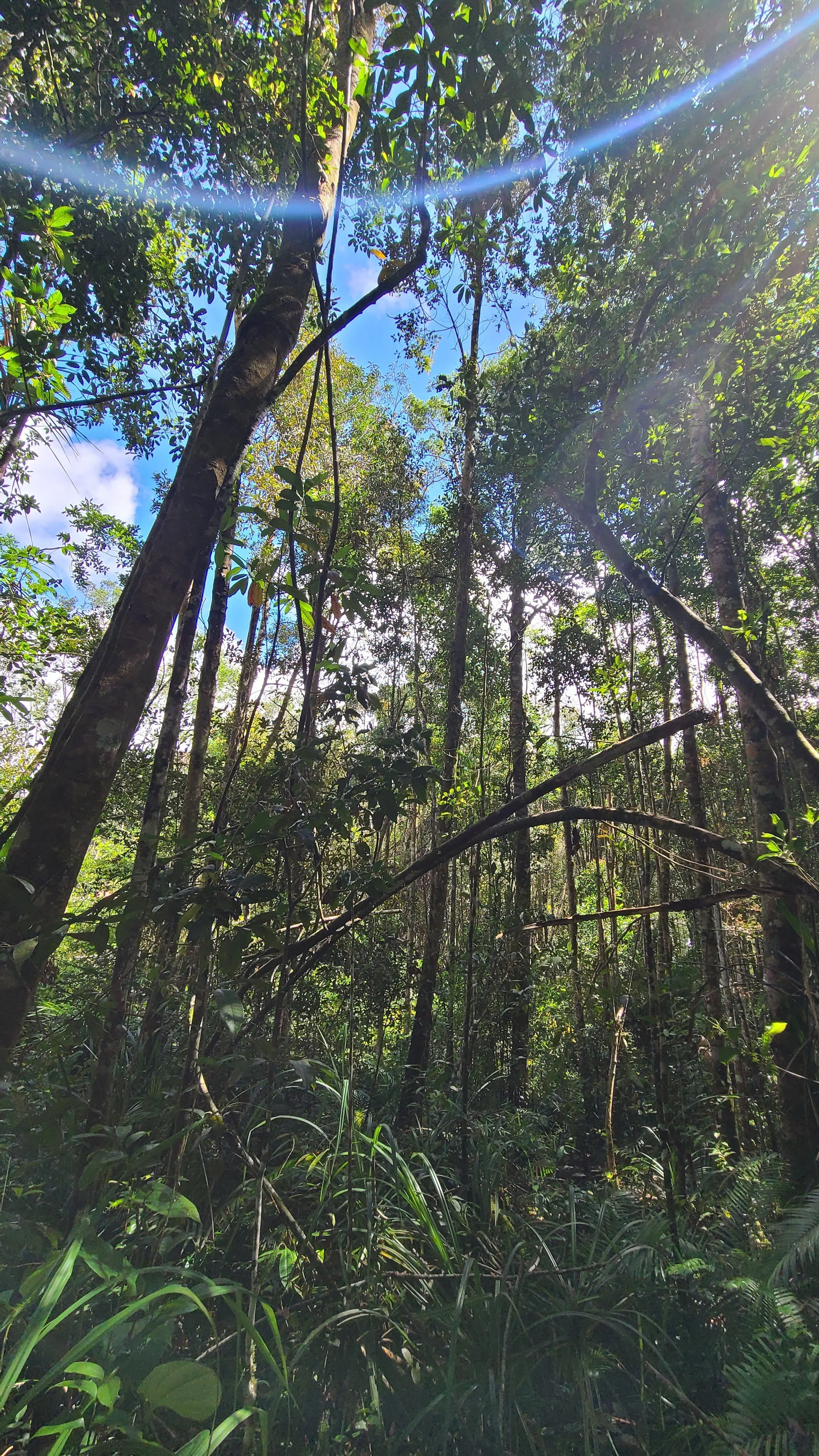 ボルネオ島 昆虫採集紀行② 🇲🇾｜キヨタミ