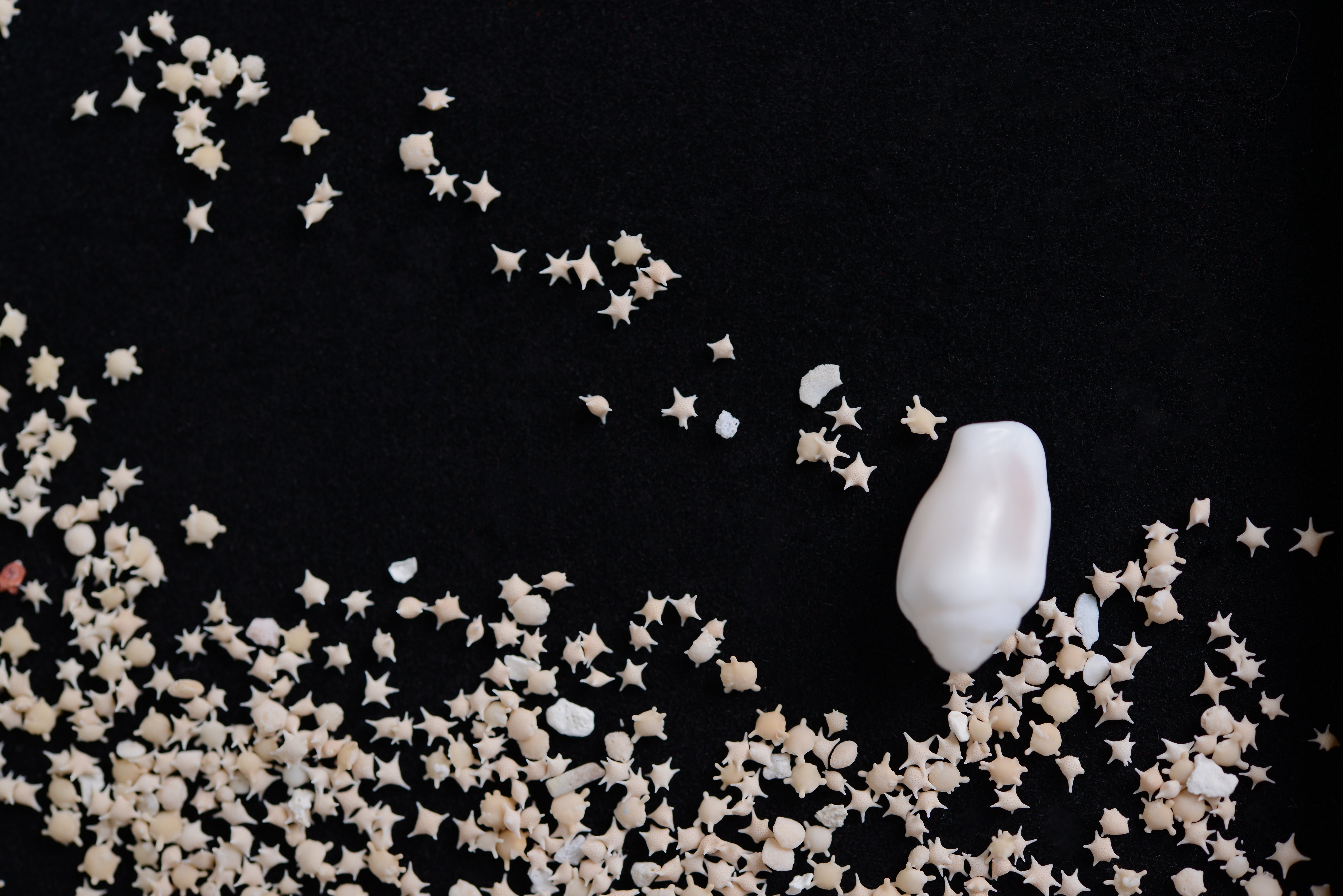 竹富島の星砂に宿る物語｜渡辺仁史 / WATANABE, Hitoshi