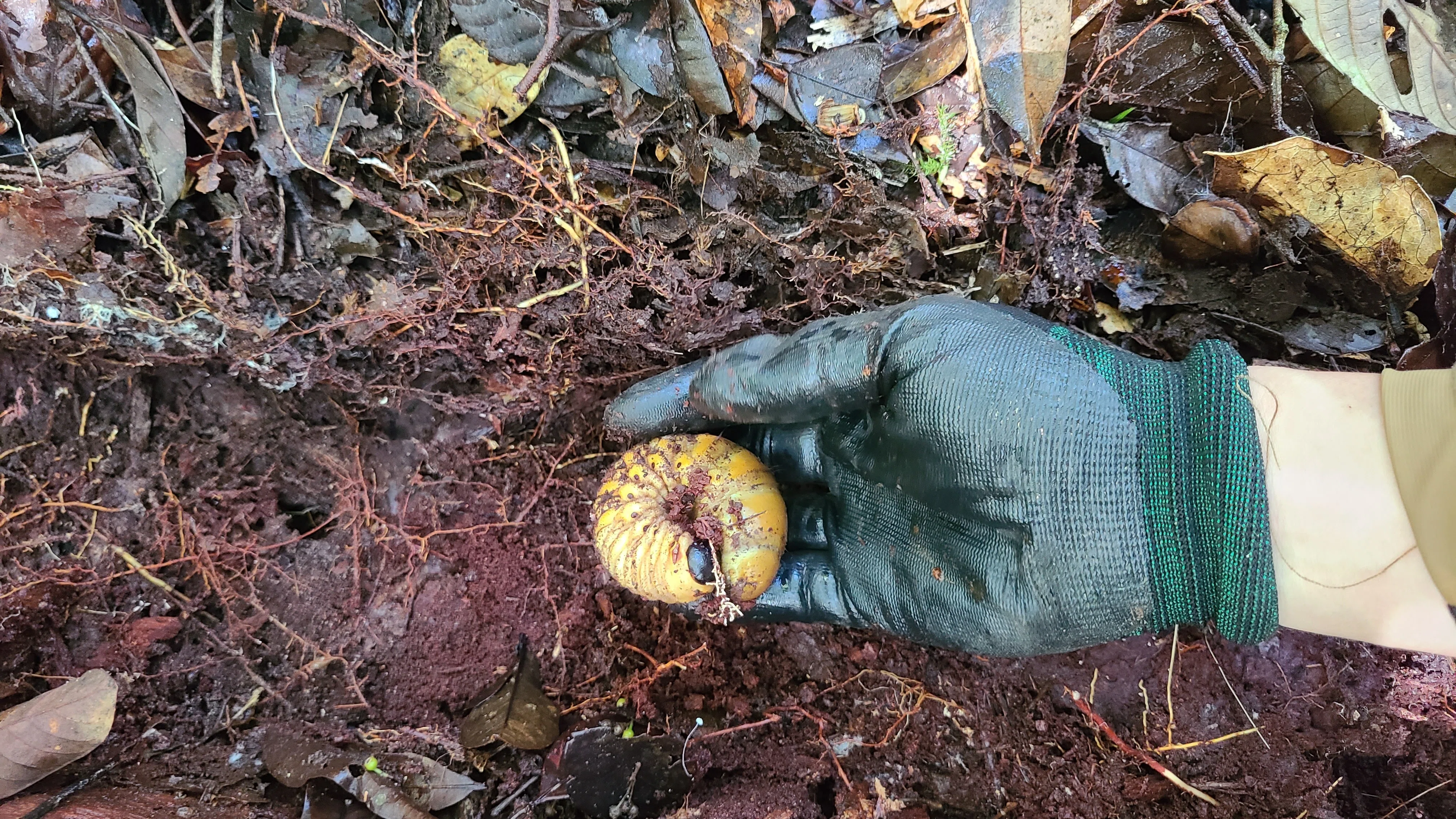ボルネオ島 昆虫採集紀行② 🇲🇾｜キヨタミ
