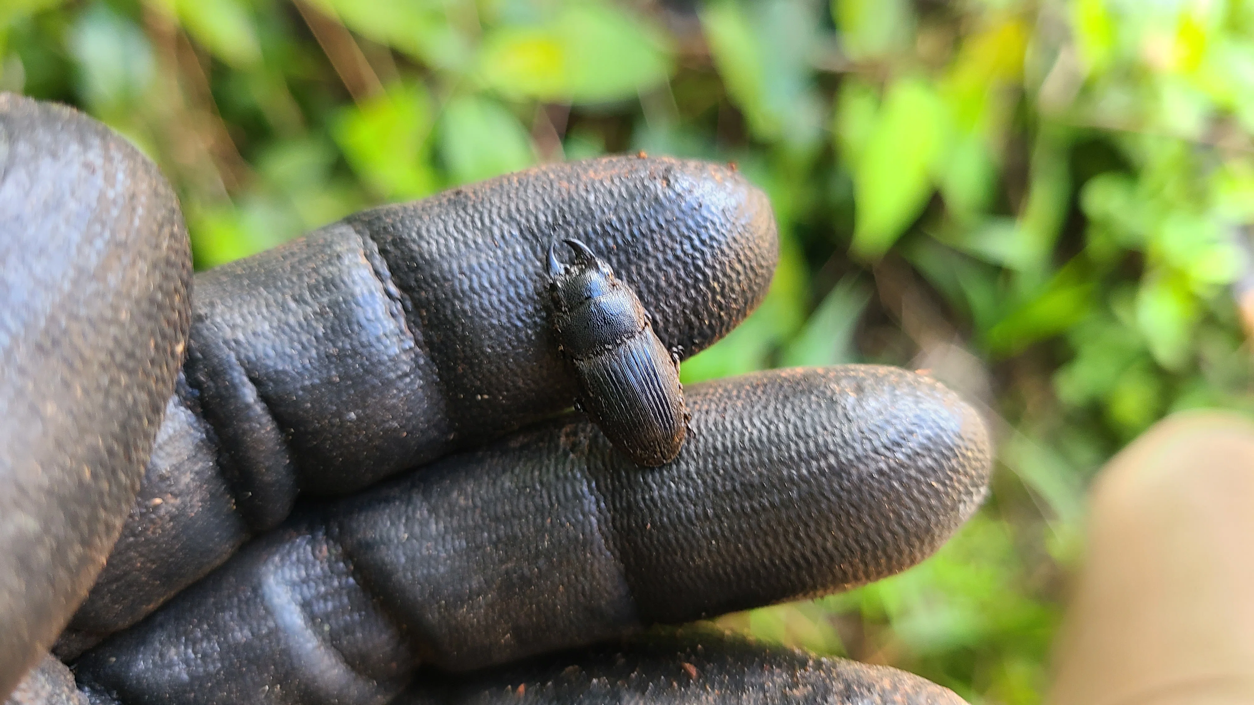 ボルネオ島 昆虫採集紀行② 🇲🇾｜キヨタミ