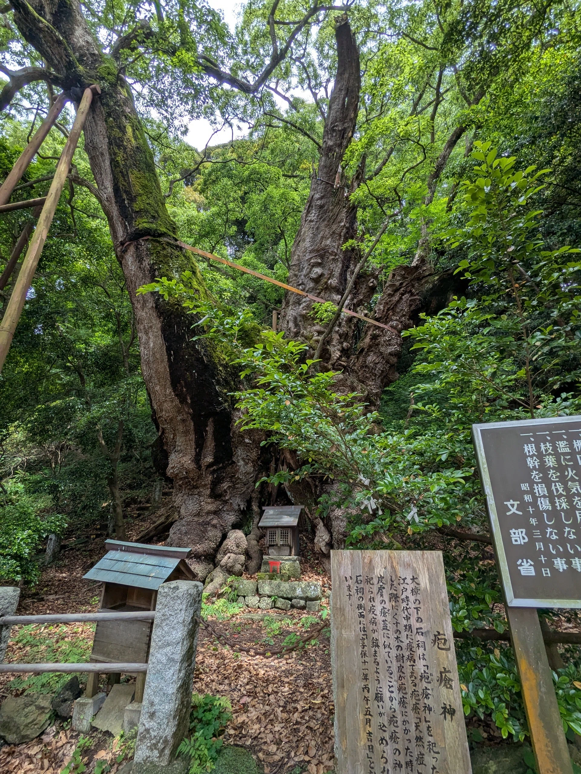 樹齢2000年、葛見神社の大樟の危機｜水上伊織