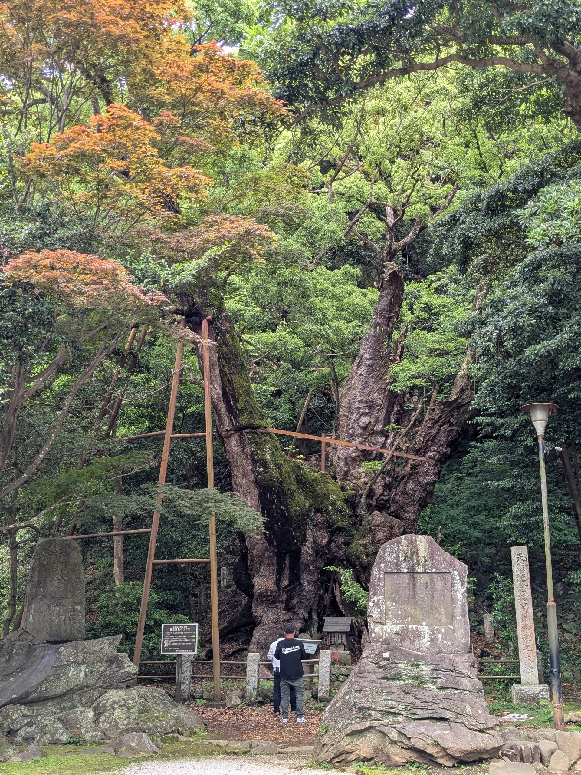 樹齢2000年、葛見神社の大樟の危機｜水上伊織