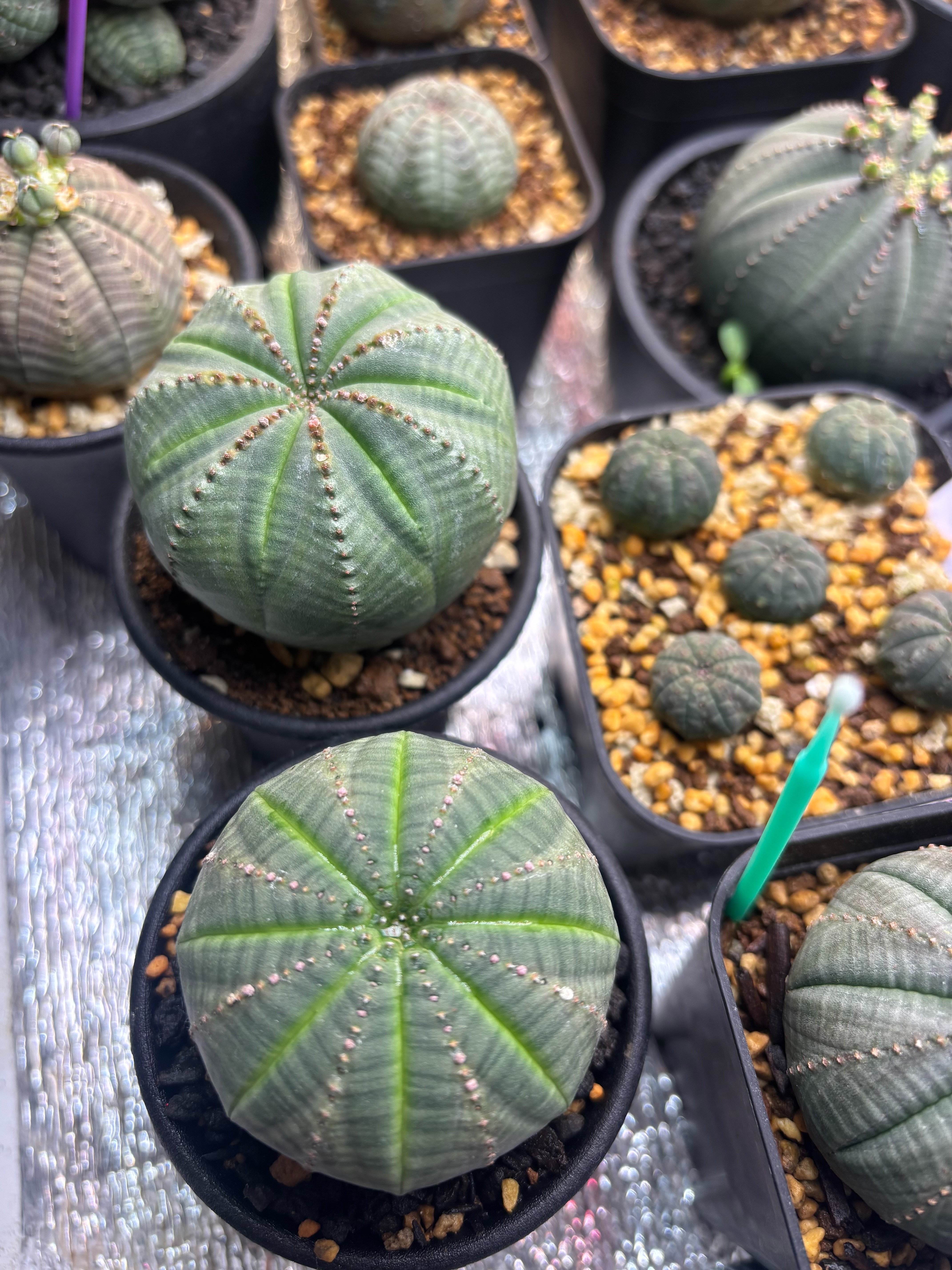 記録]オベサ⑧の成長記録（7稜Libaran株）｜園芸バタフライ