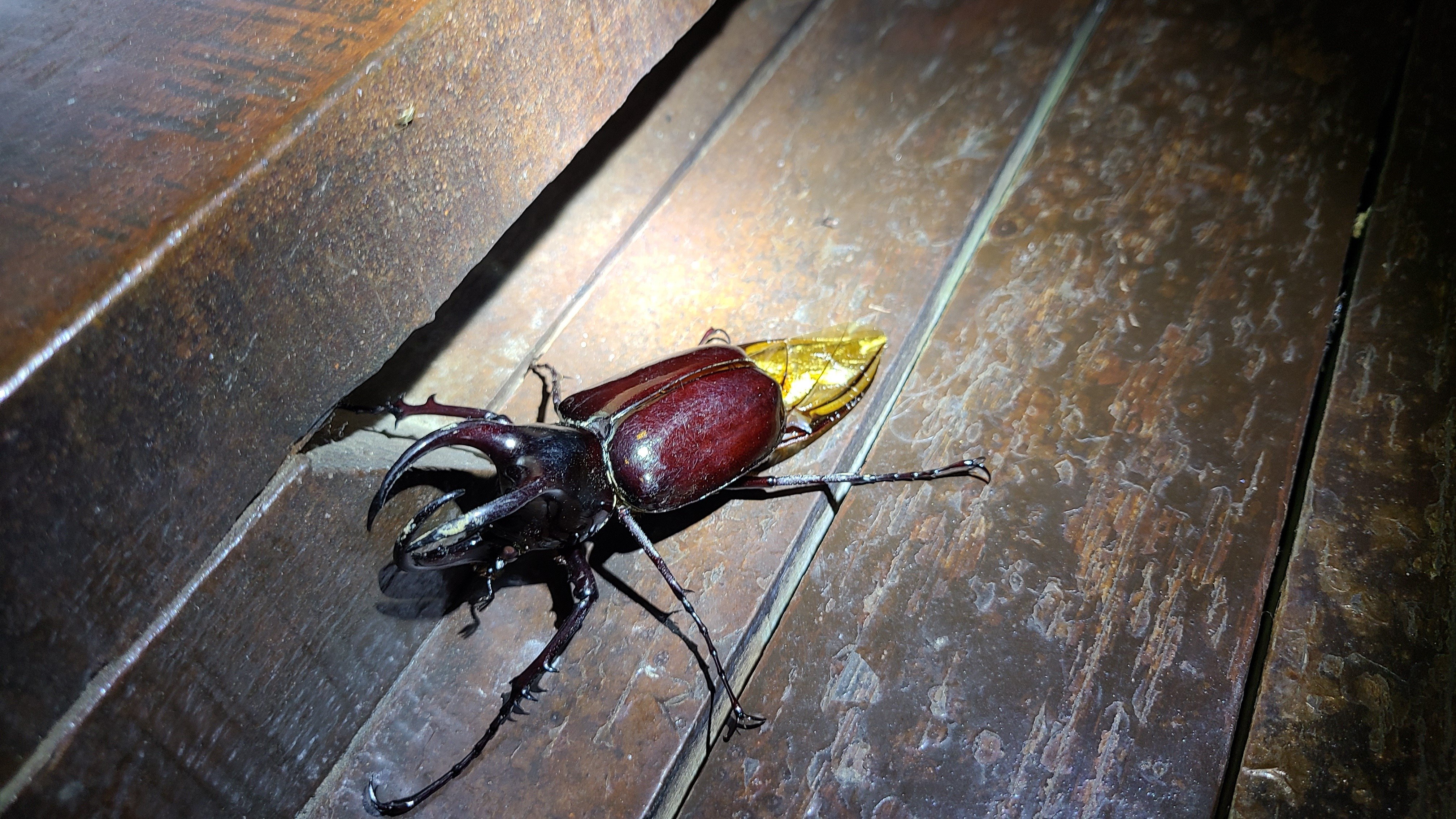ボルネオ島 昆虫採集紀行② 🇲🇾｜キヨタミ