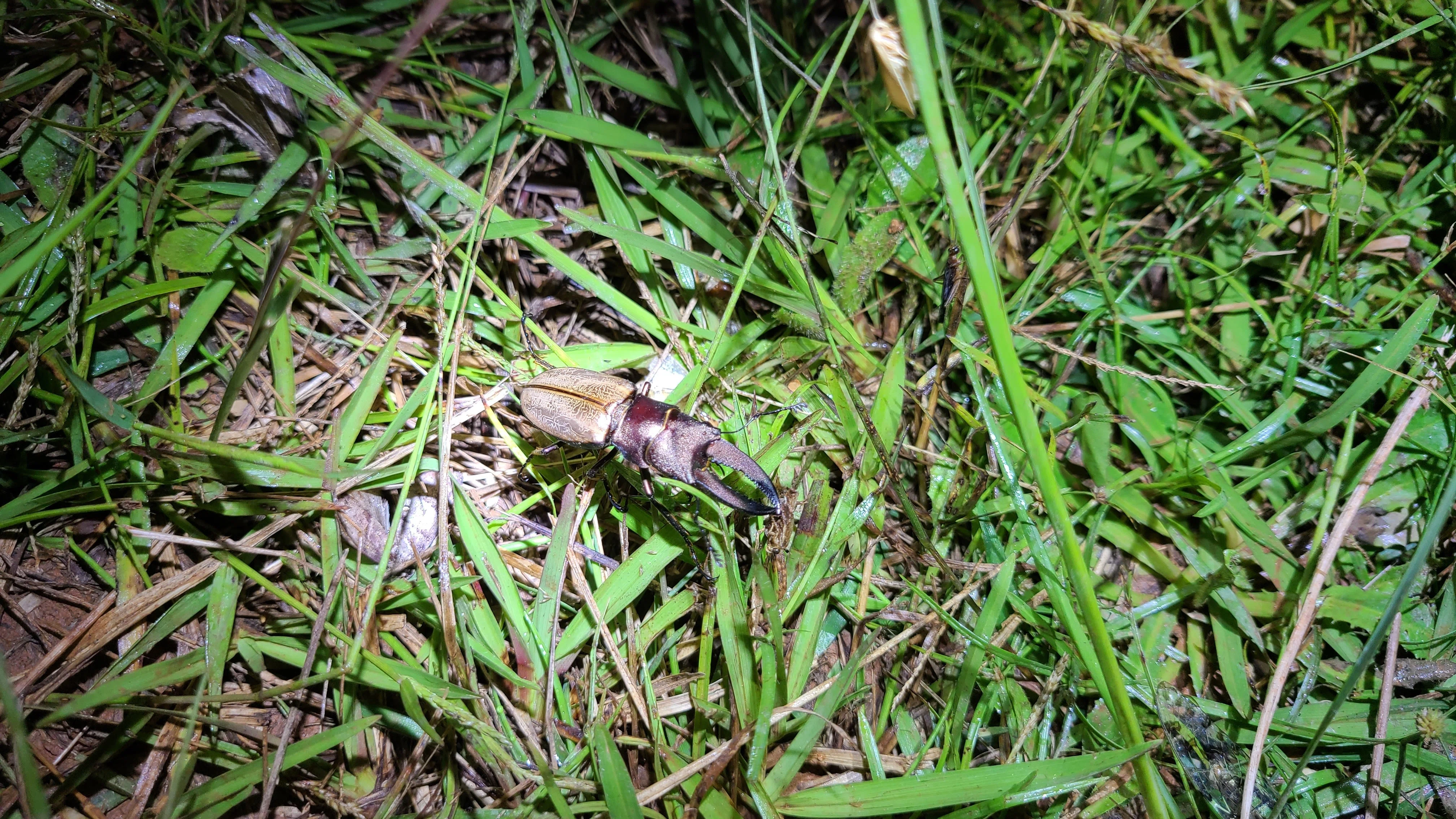 ボルネオ島 昆虫採集紀行② 🇲🇾｜キヨタミ