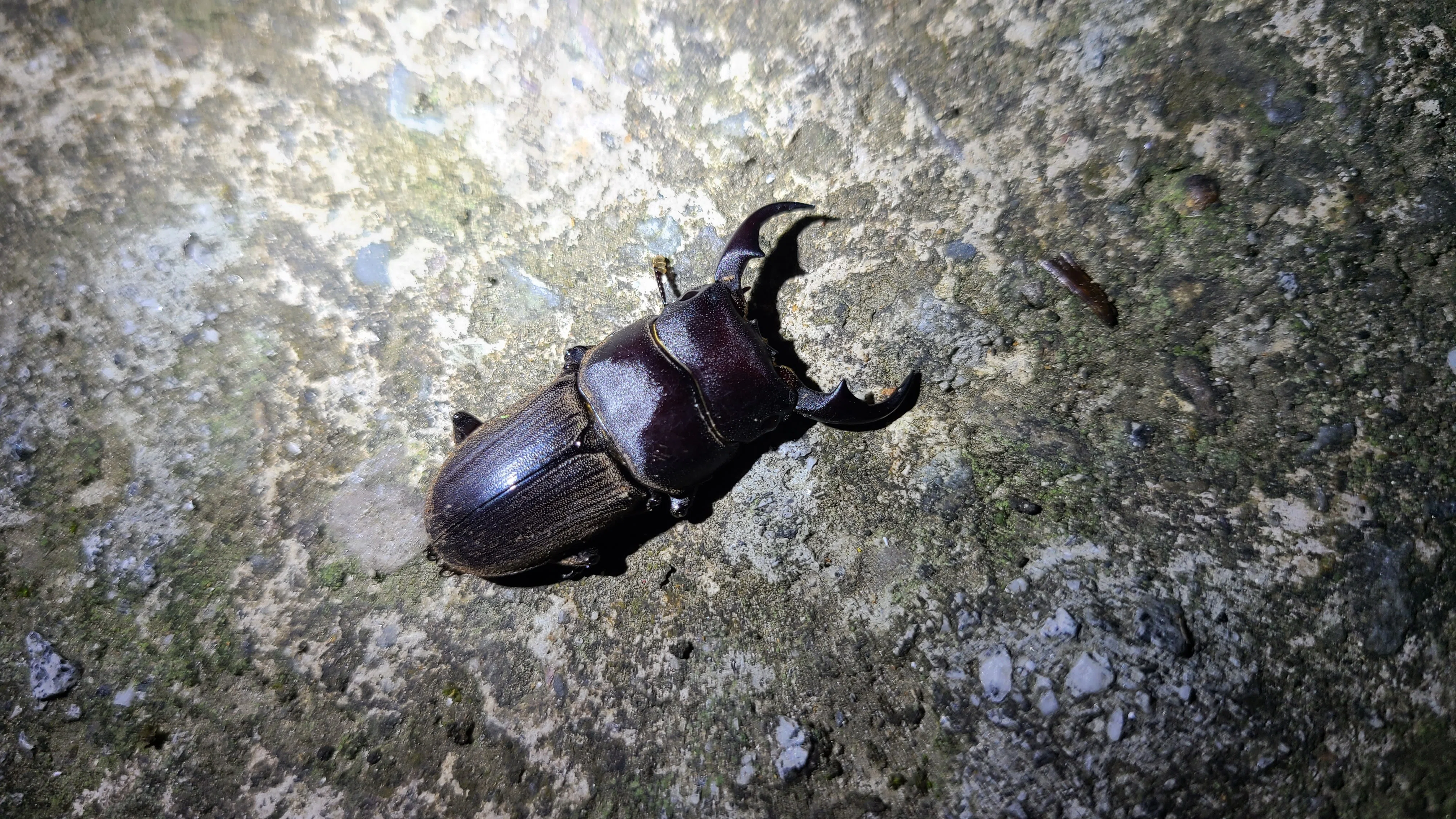 ボルネオ島 昆虫採集紀行② 🇲🇾｜キヨタミ