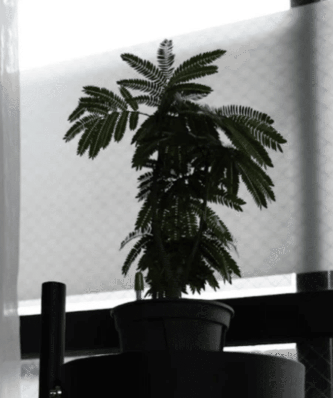 エバーフレッシュの幹を太く育てる方法｜多趣味なデザイナ