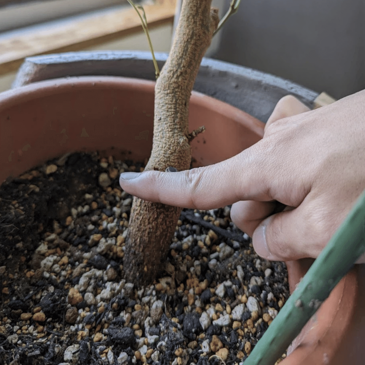 エバーフレッシュの幹を太く育てる方法｜多趣味なデザイナ