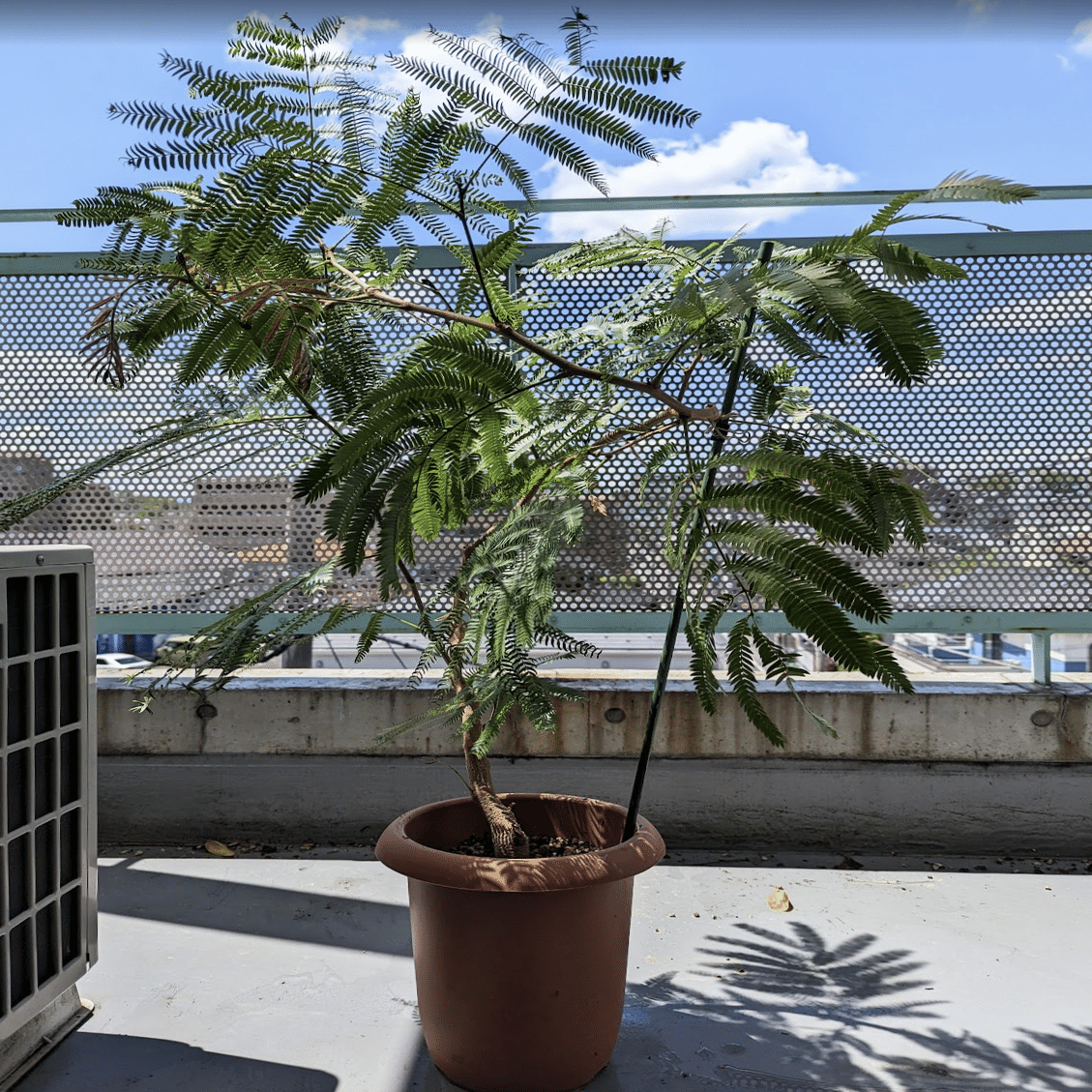 エバーフレッシュの幹を太く育てる方法｜多趣味なデザイナ