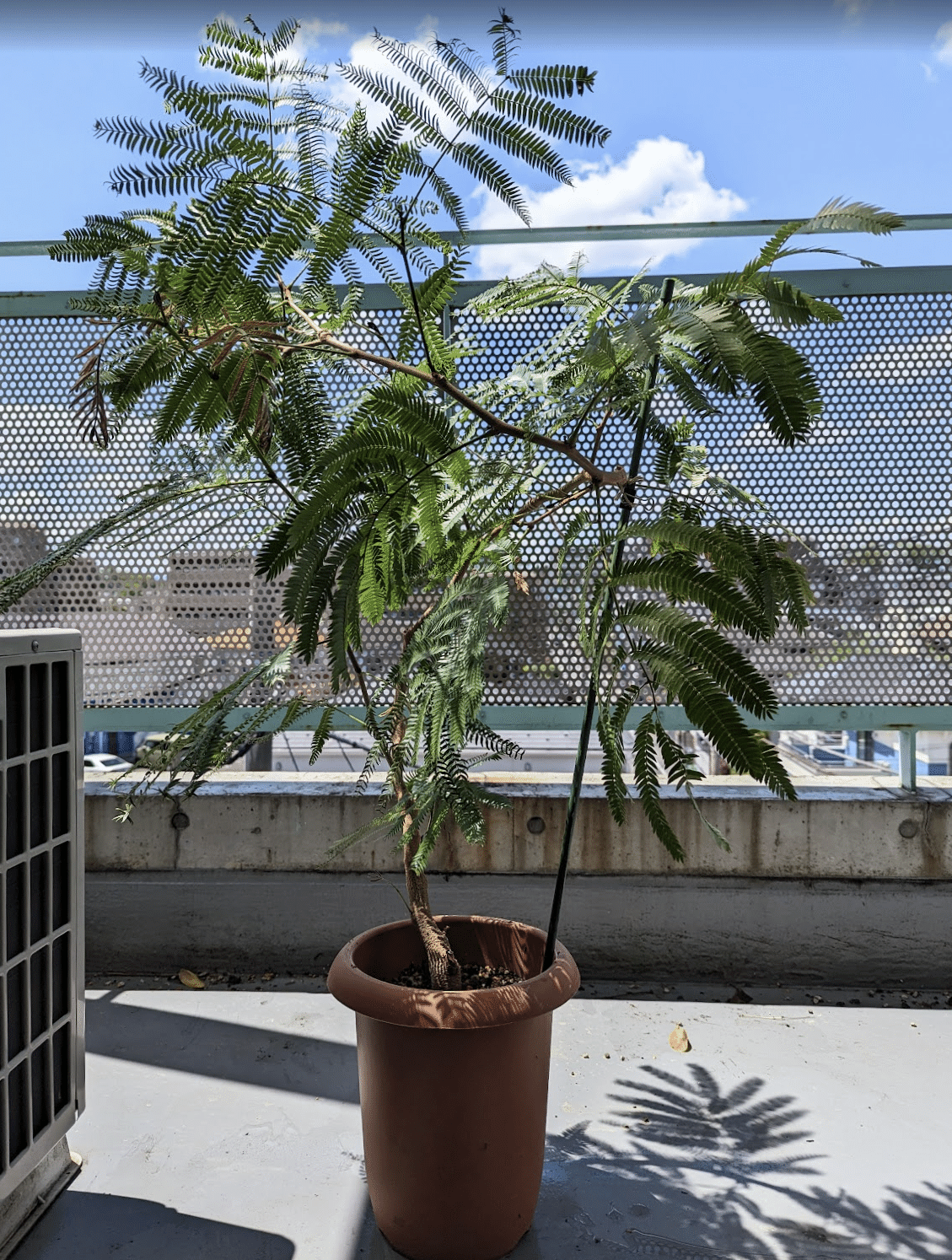 エバーフレッシュの幹を太く育てる方法｜多趣味なデザイナ