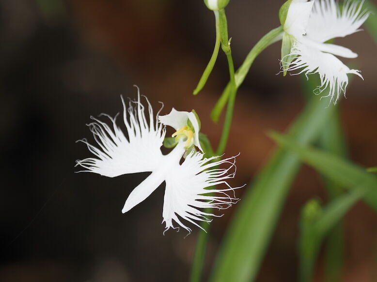 草花 産地直送 草花ミックス 花束／長野 添える by 片桐花卉園からお届け