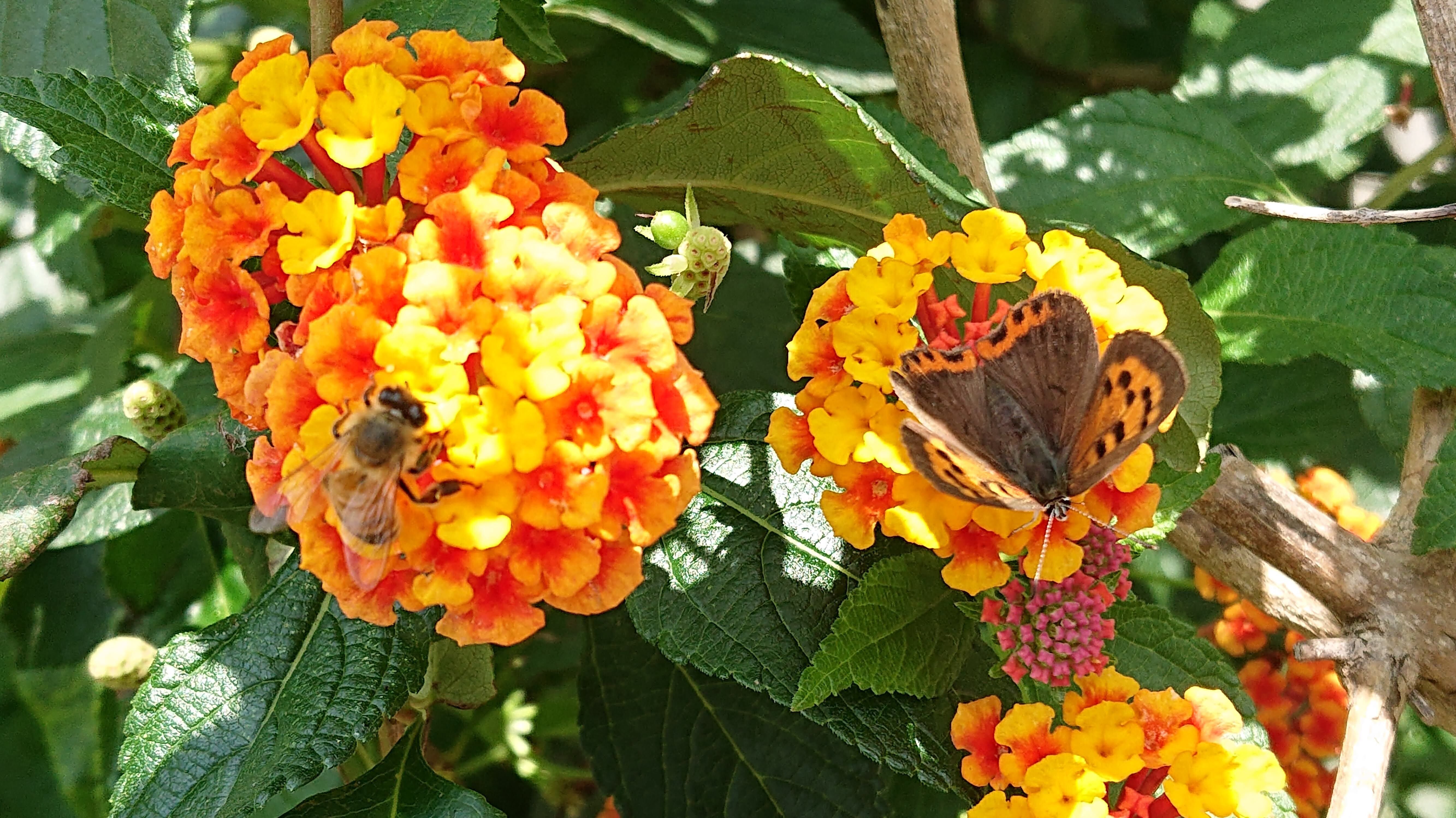 花とミツバチと回文】ランタナ｜ぱぴりお(虫と回文)