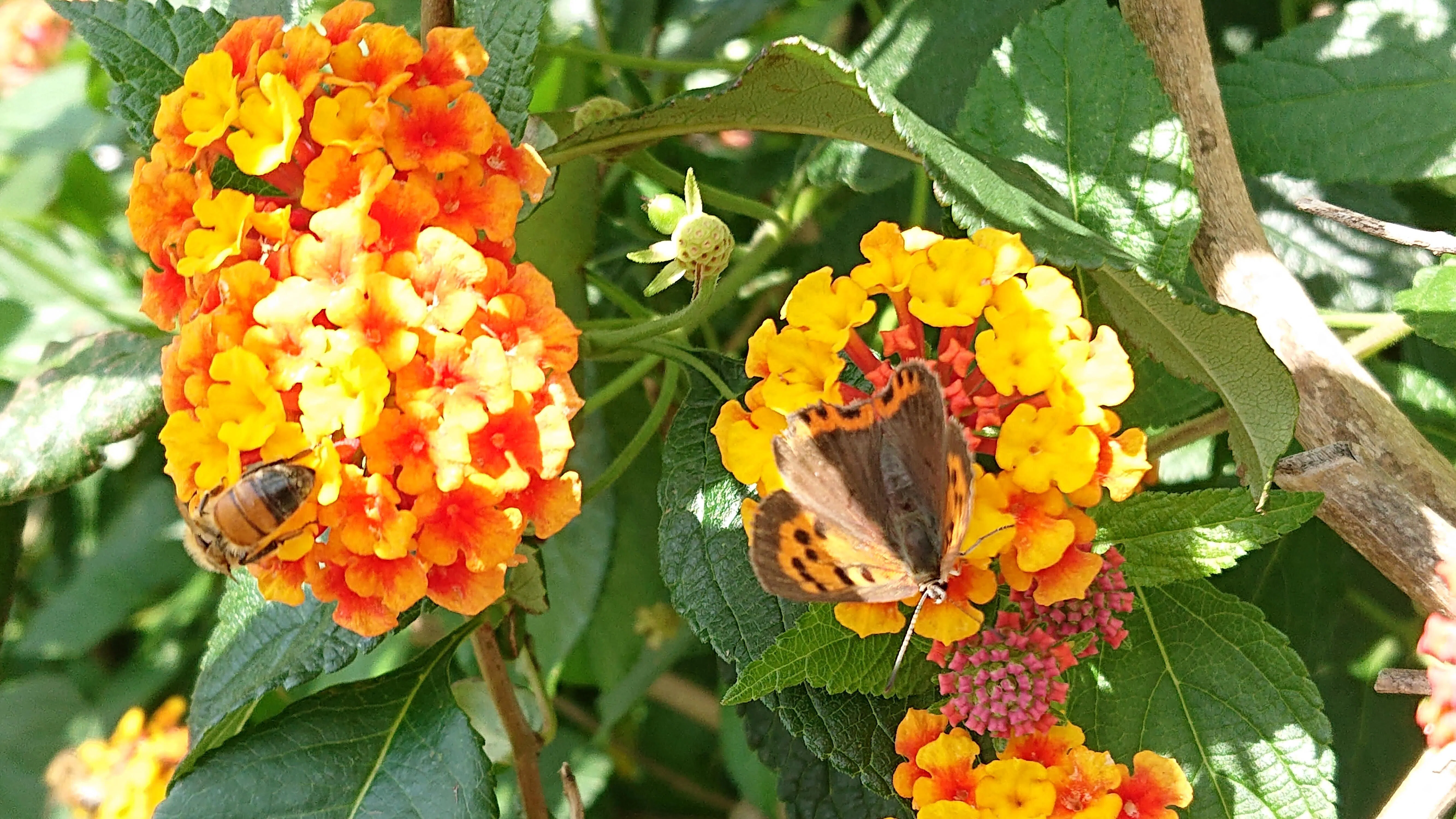 花とミツバチと回文】ランタナ｜ぱぴりお(虫と回文)