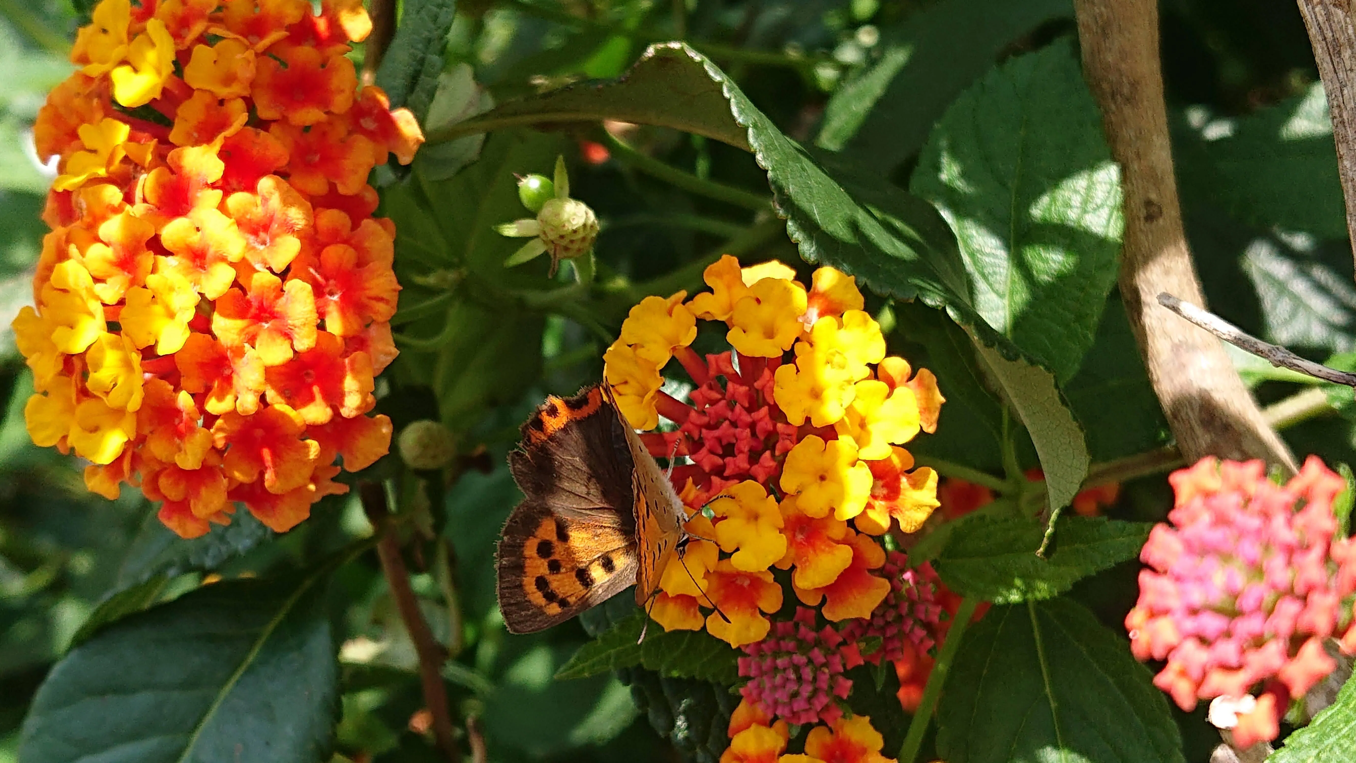 花とミツバチと回文】ランタナ｜ぱぴりお(虫と回文)