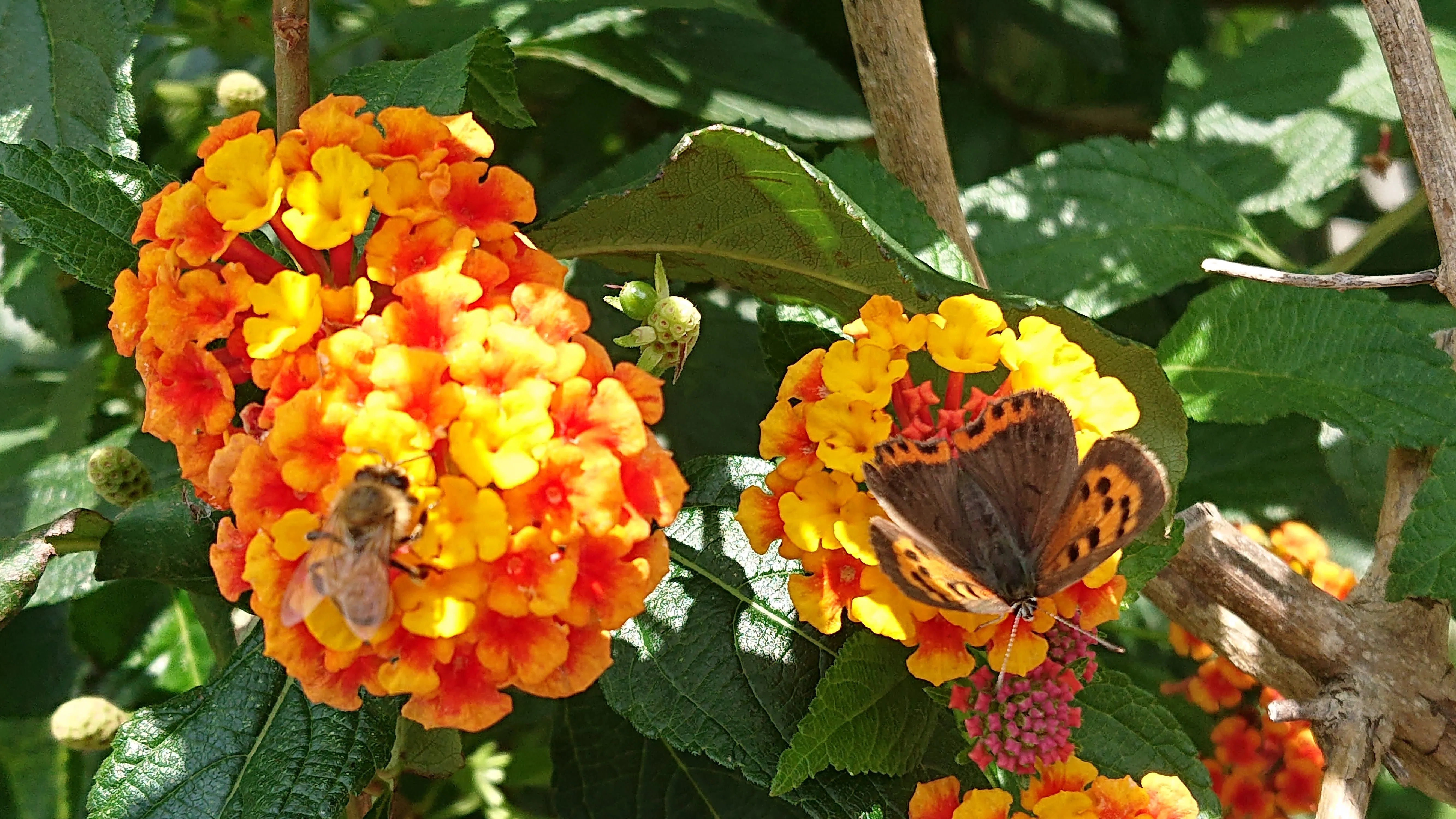 昆虫と花とイチゴ ヴィンテージ ステンドグラス 蜻蛉 ミツバチ 蝶々 花とミツバチと回文】ランタナ｜ぱぴりお(虫と回文)