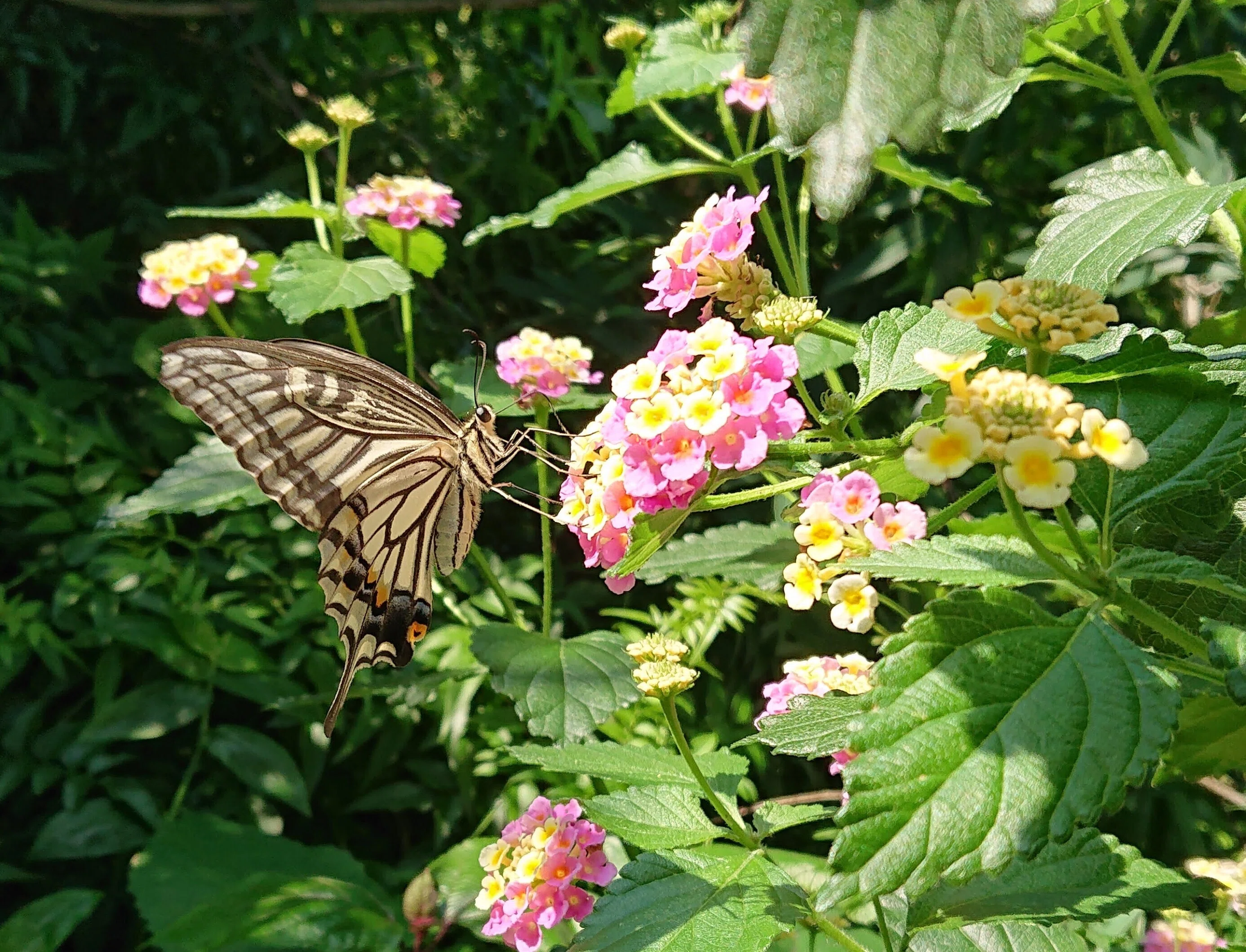 花とミツバチと回文】ランタナ｜ぱぴりお(虫と回文)