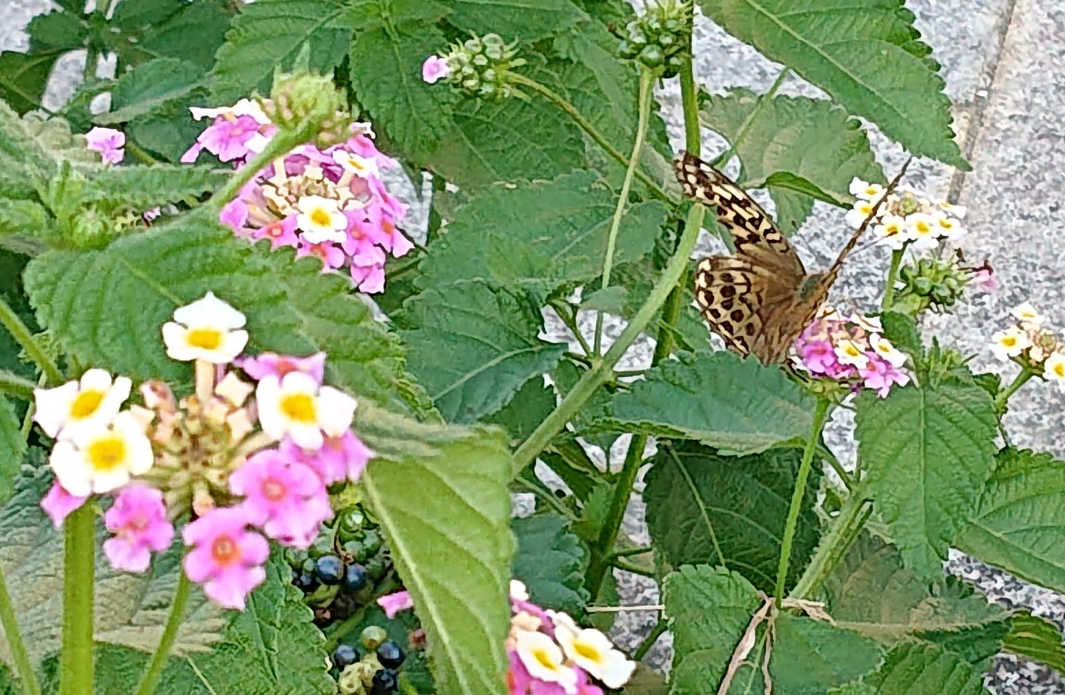 花とミツバチと回文】ランタナ｜ぱぴりお(虫と回文)