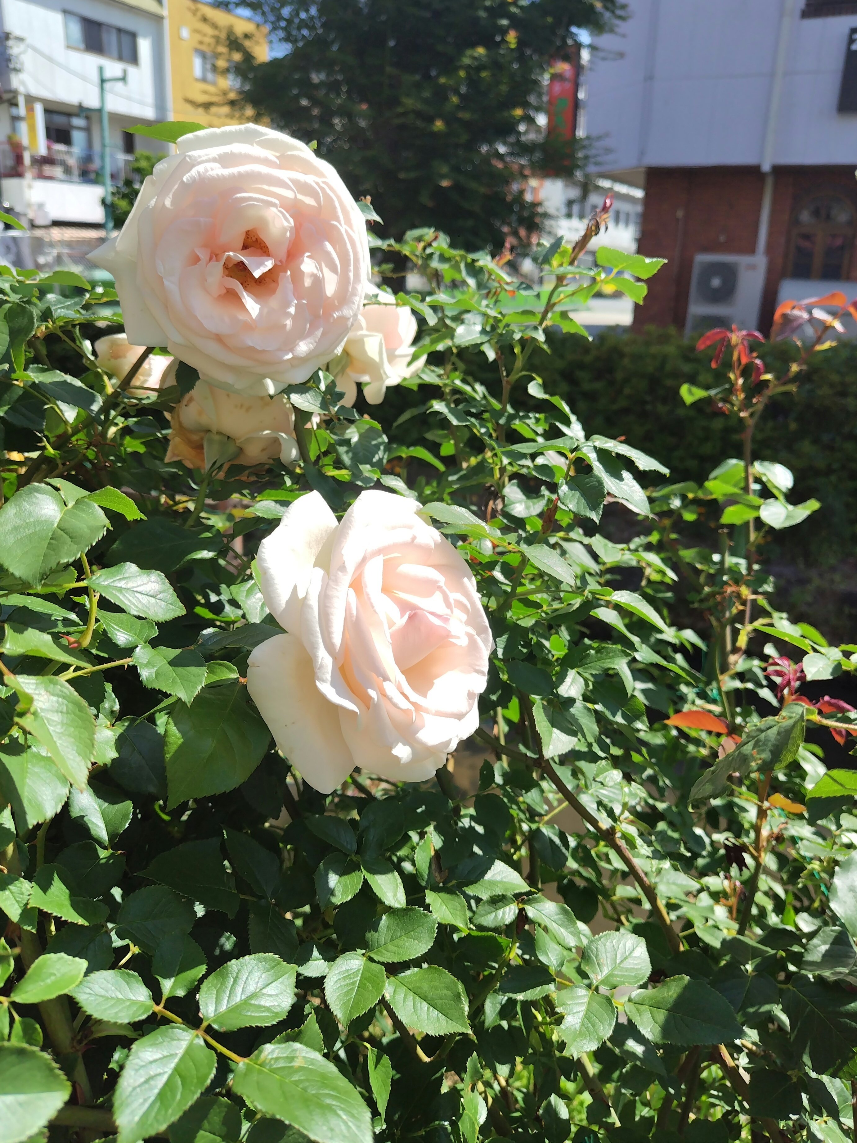 バラ 薔薇  jasmine様 今日の花#22 バラ🌹薔薇🌹ばら｜ジャスミンティータイム