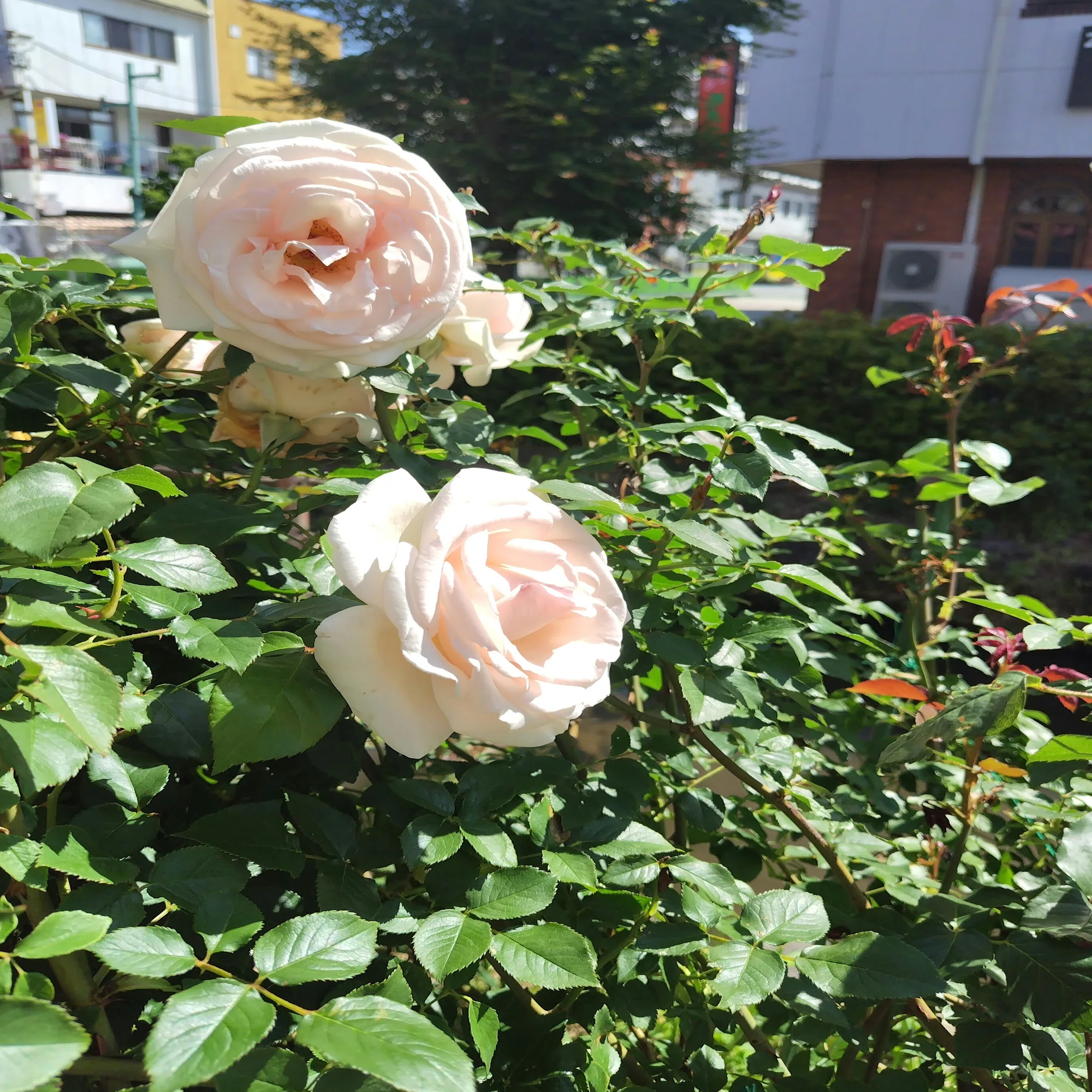 今日の花#22 バラ?薔薇?ばら｜ジャスミンティータイム