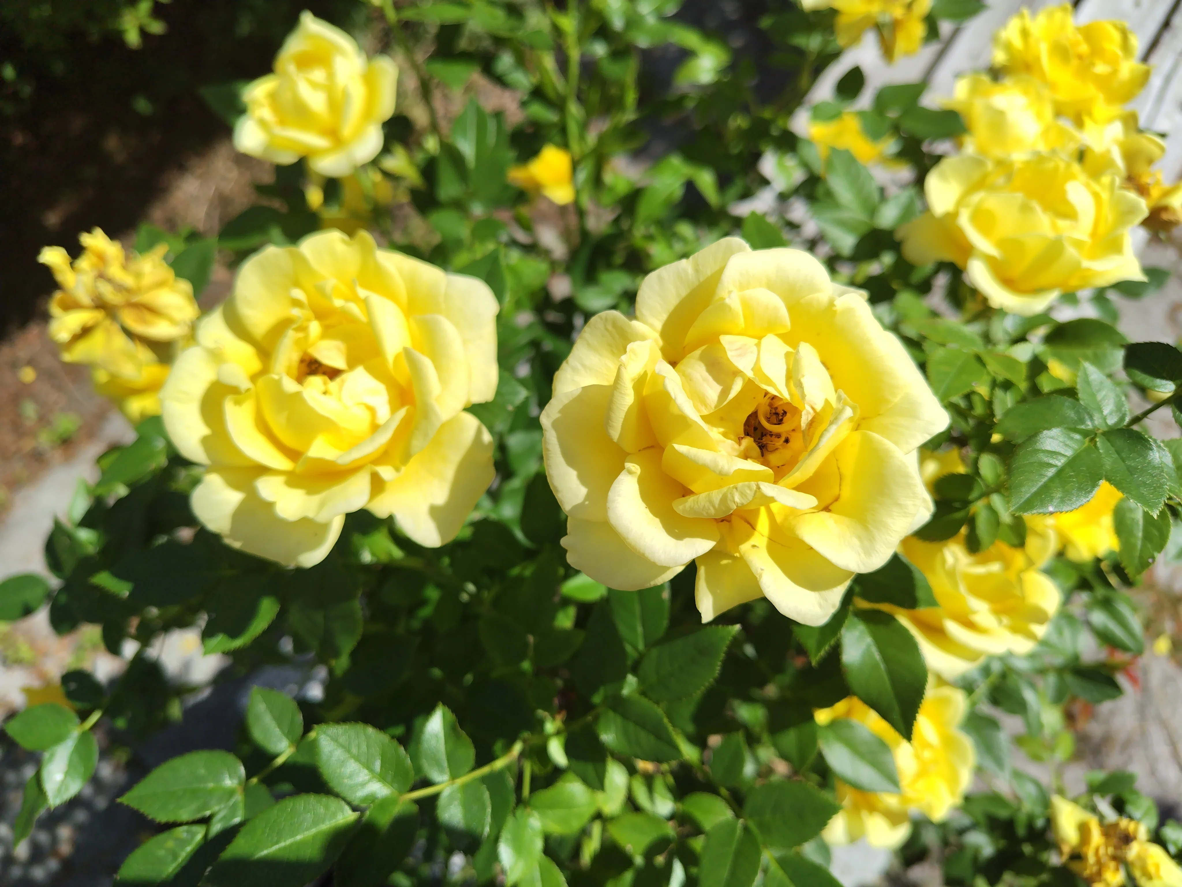 今日の花#22 バラ🌹薔薇🌹ばら｜ジャスミンティータイム
