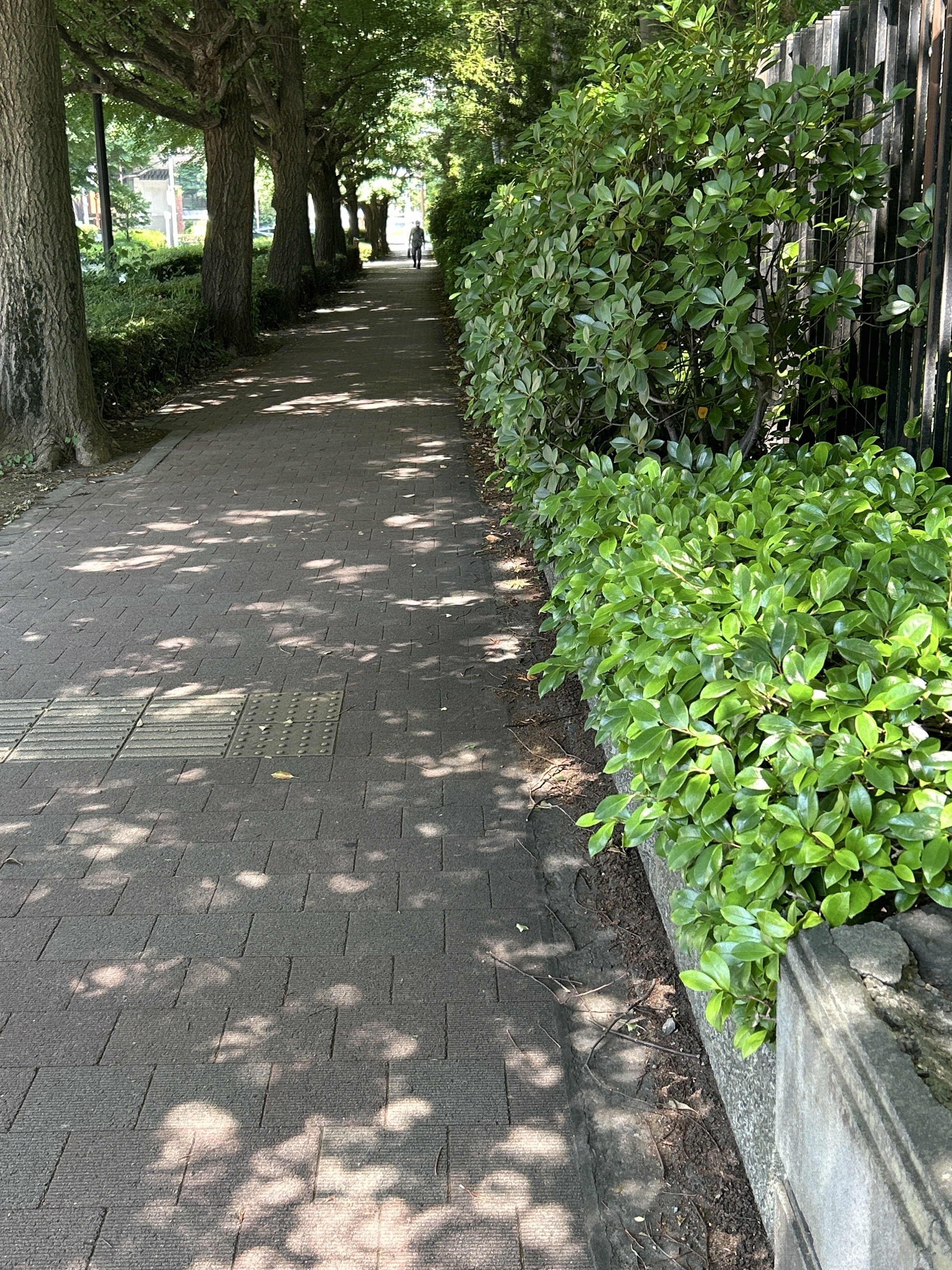 木漏れ日讃歌｜もちもち