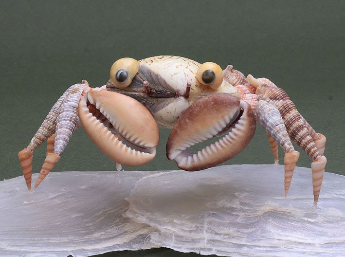 人気メーカー・ブランド バンパイア クラブ」｜zoo_shell その他