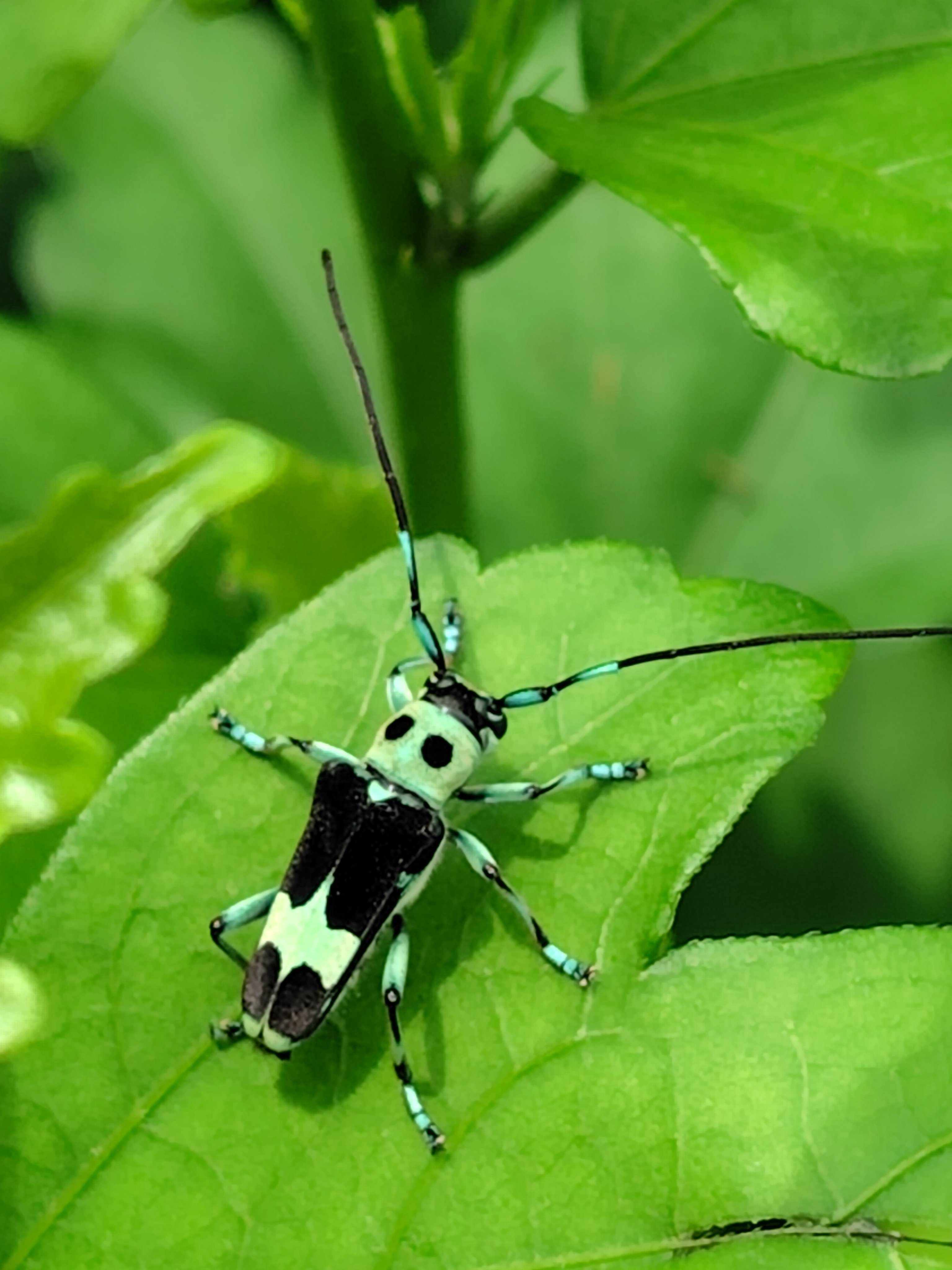 ダミーと呼ばないで｜deepblue