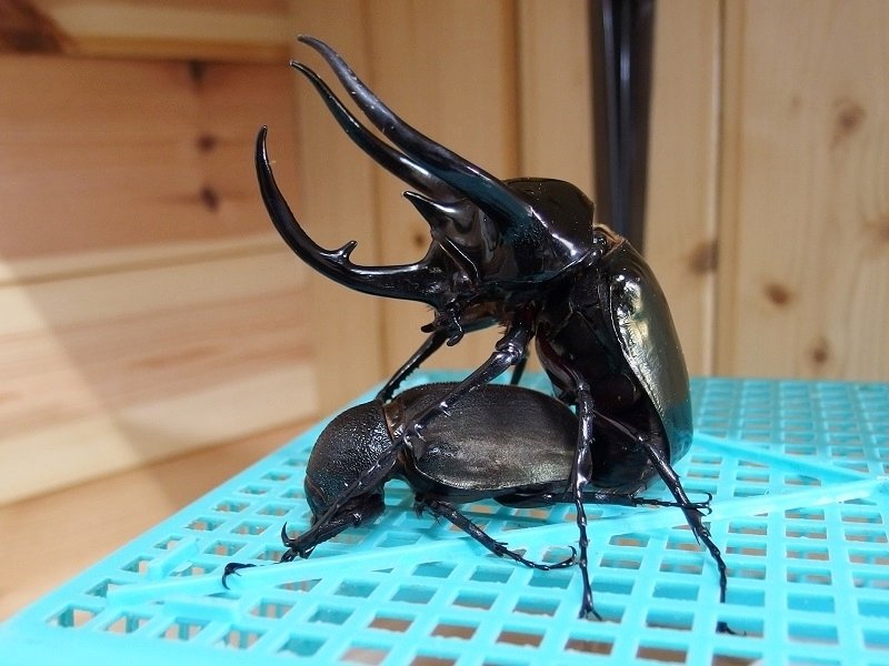 WD】ベトナム産 コーカサスオオカブトの飼育記録【2015～2017】｜AKECHI