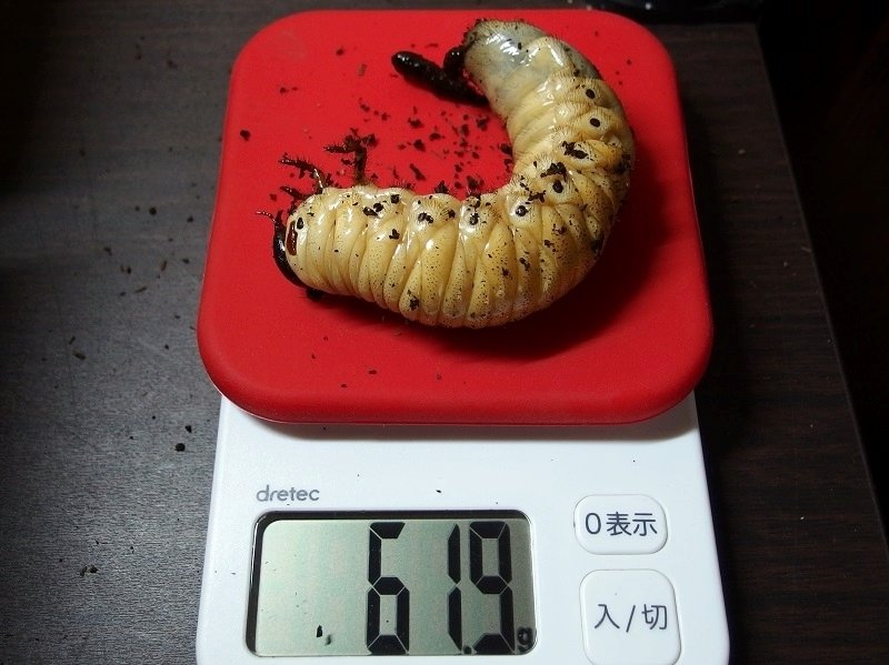 WD】ベトナム産 コーカサスオオカブトの飼育記録【2015～2017