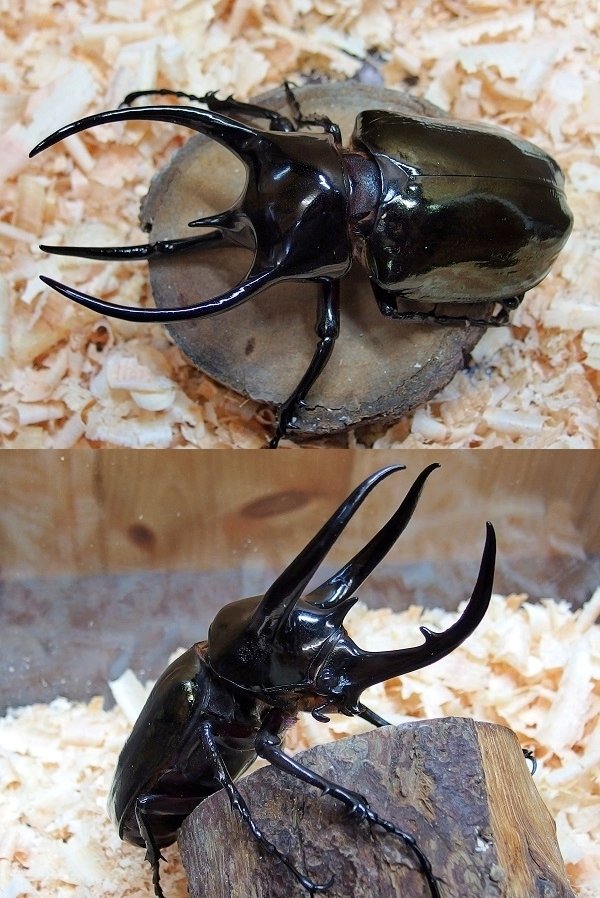 WD】ベトナム産 コーカサスオオカブトの飼育記録【2015～2017】｜AKECHI