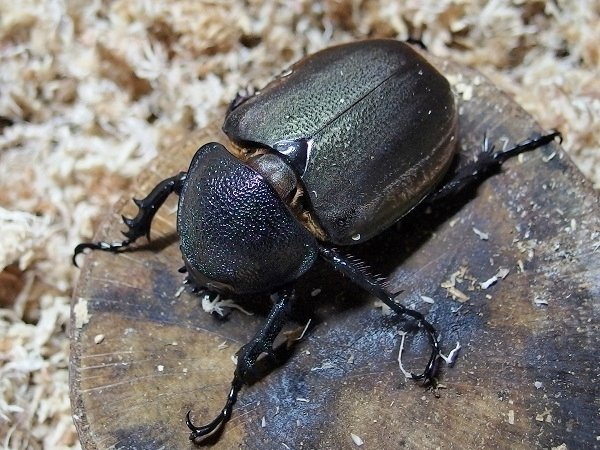 ベトナム産　コーカサスオオカブト　120mm WD】ベトナム産 コーカサスオオカブトの飼育記録【2015～2017