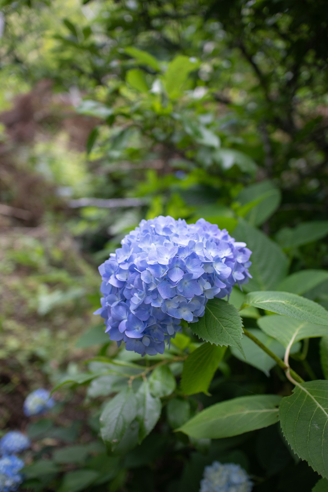 紫陽花 東京タワーと紫陽花の組み合わせが綺麗でした🗼 2色のラッキー