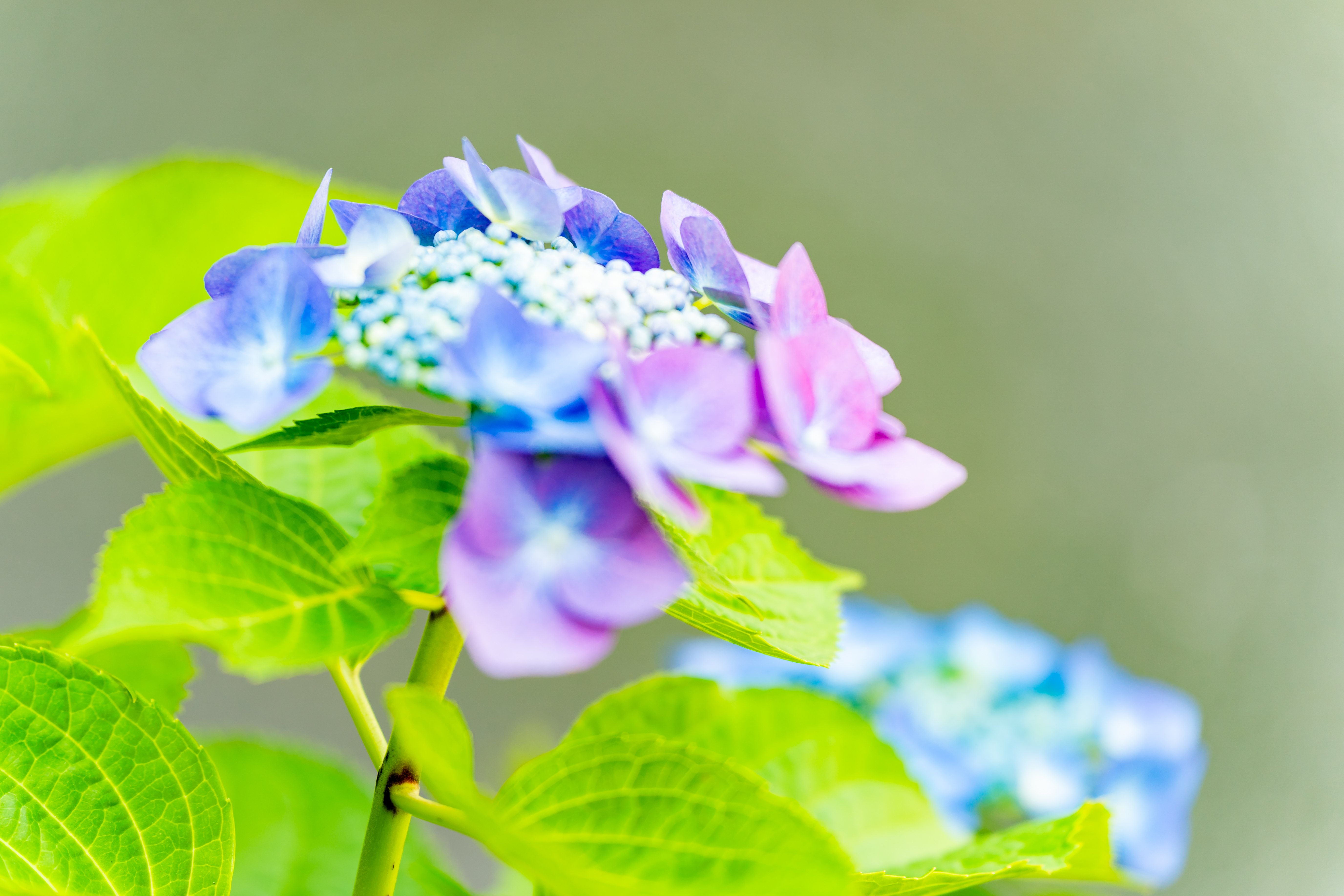 紫陽花 紫陽花咲きました！｜銀木犀＜西新井大師＞