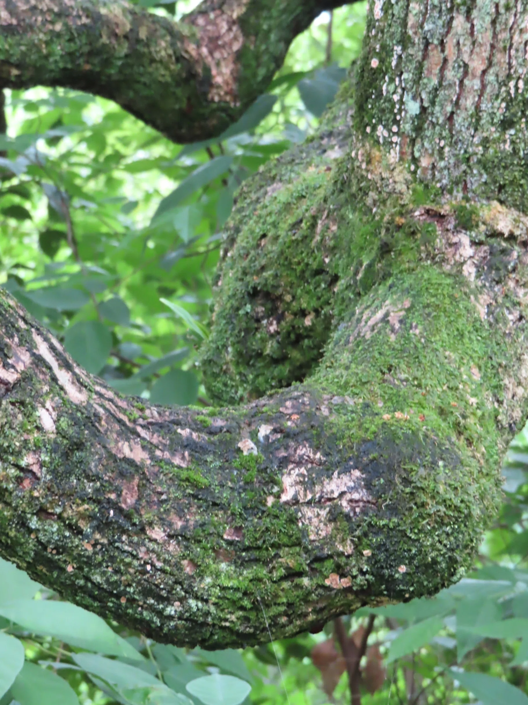 なんだかとても苔が気になるというお話【わび・さび・朽美】｜べそかき